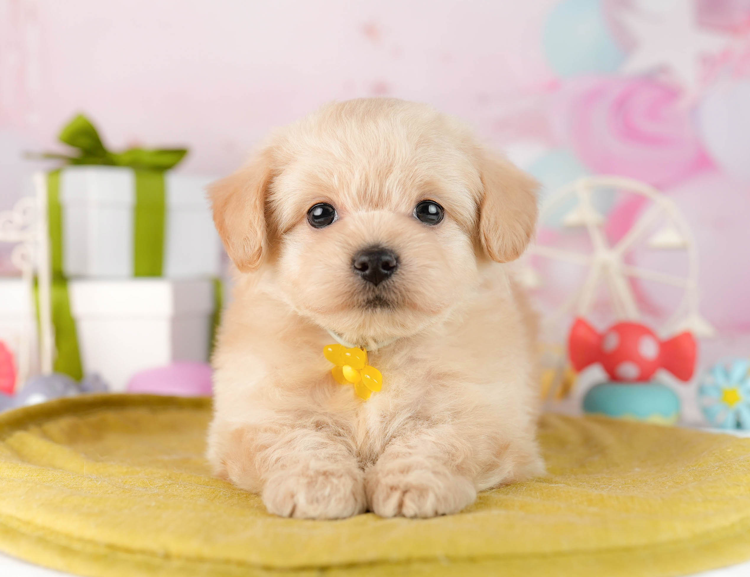 チワプー | 男の子 | クリーム | 2026年1月13日