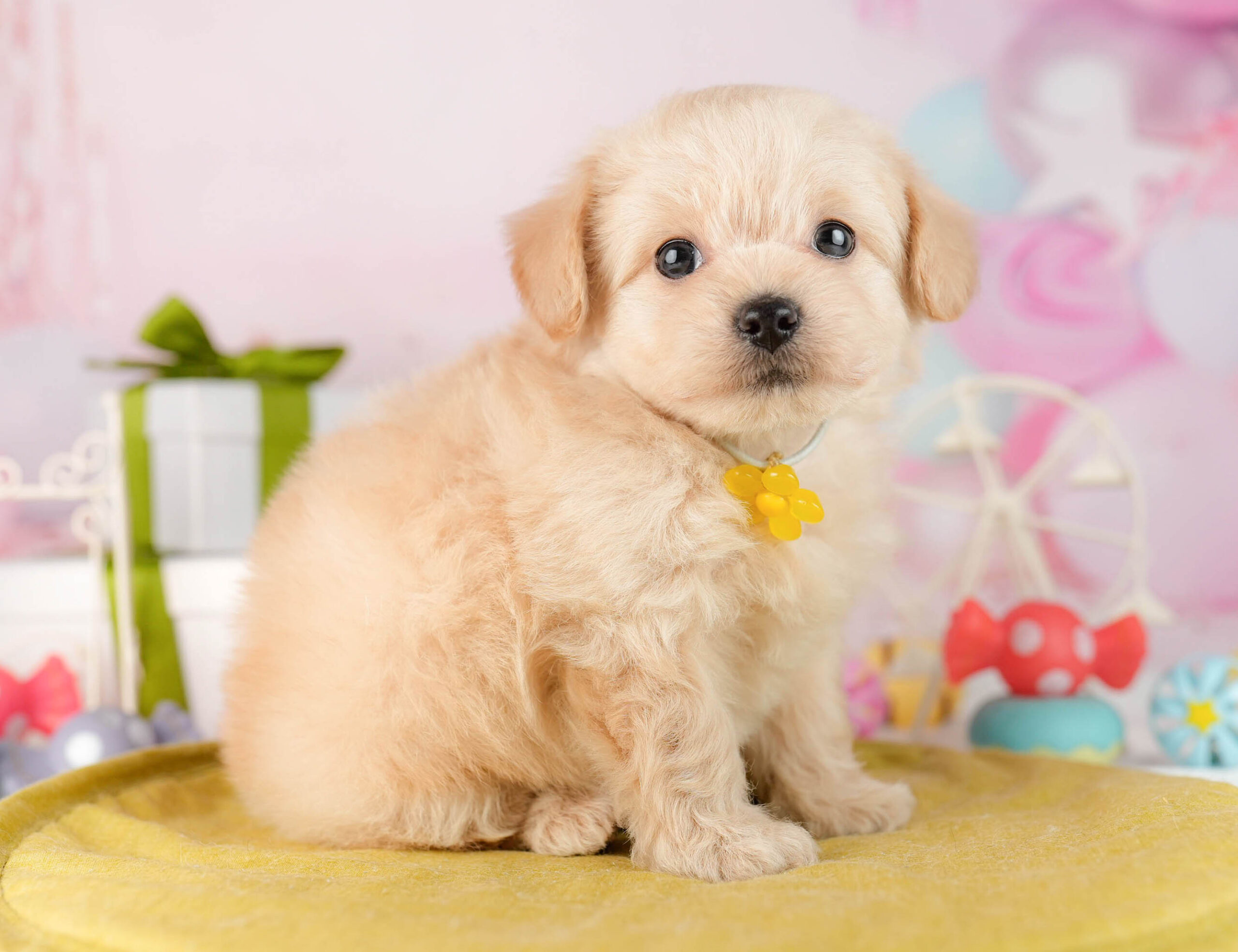 チワプー | 男の子 | クリーム | 2026年1月13日