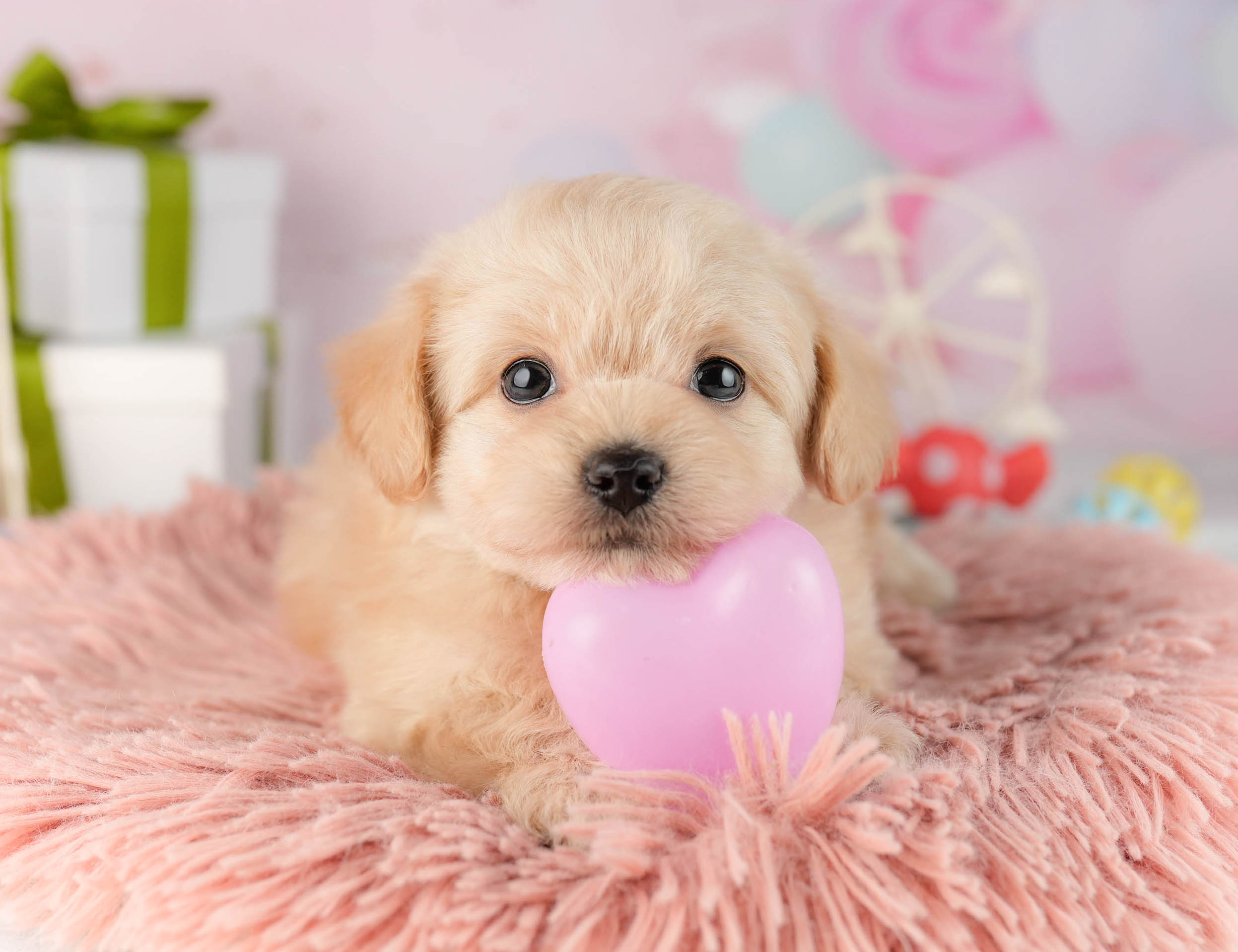 チワプー | 男の子 | クリーム | 2026年1月13日