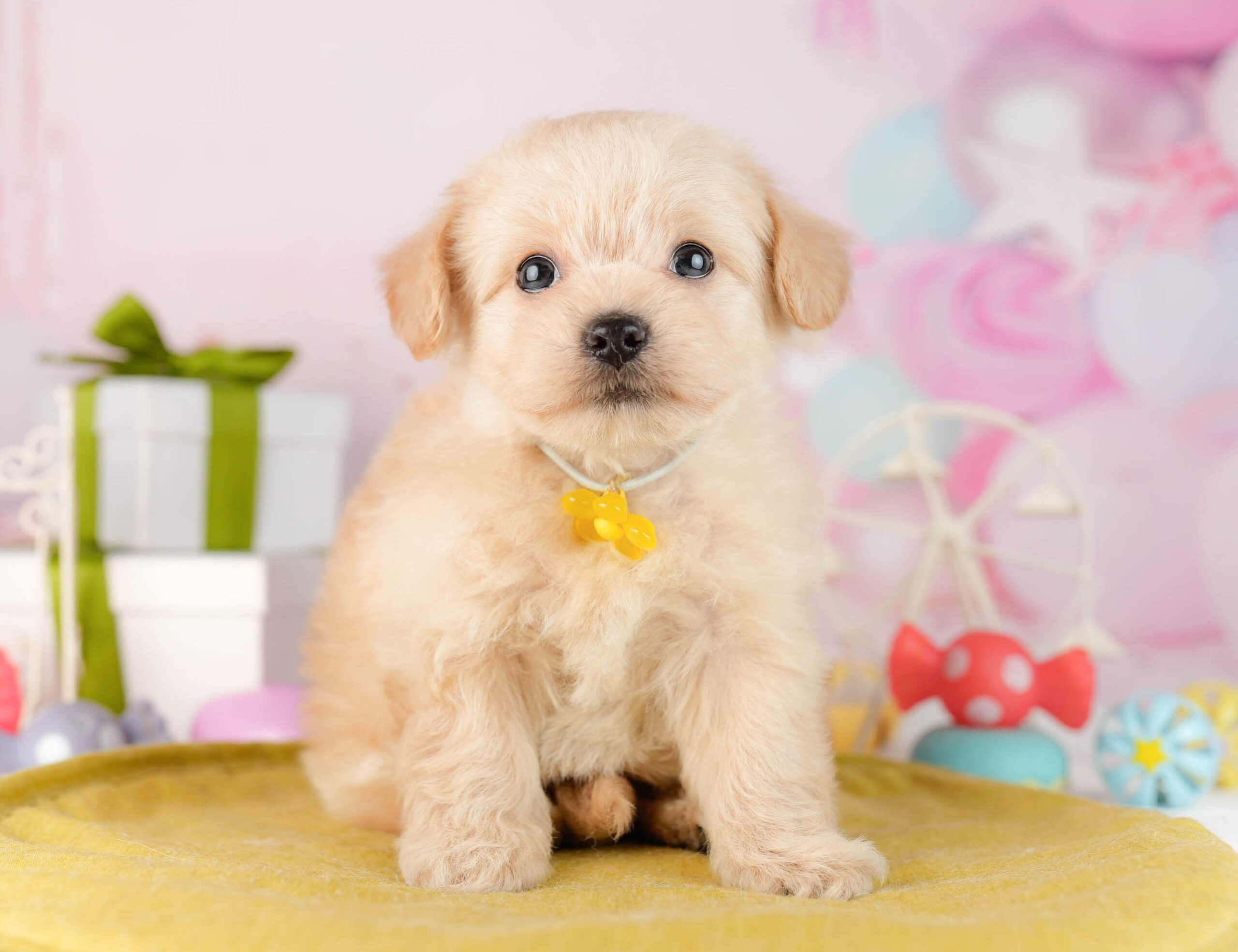 チワプー | 男の子 | クリーム | 2026年1月13日