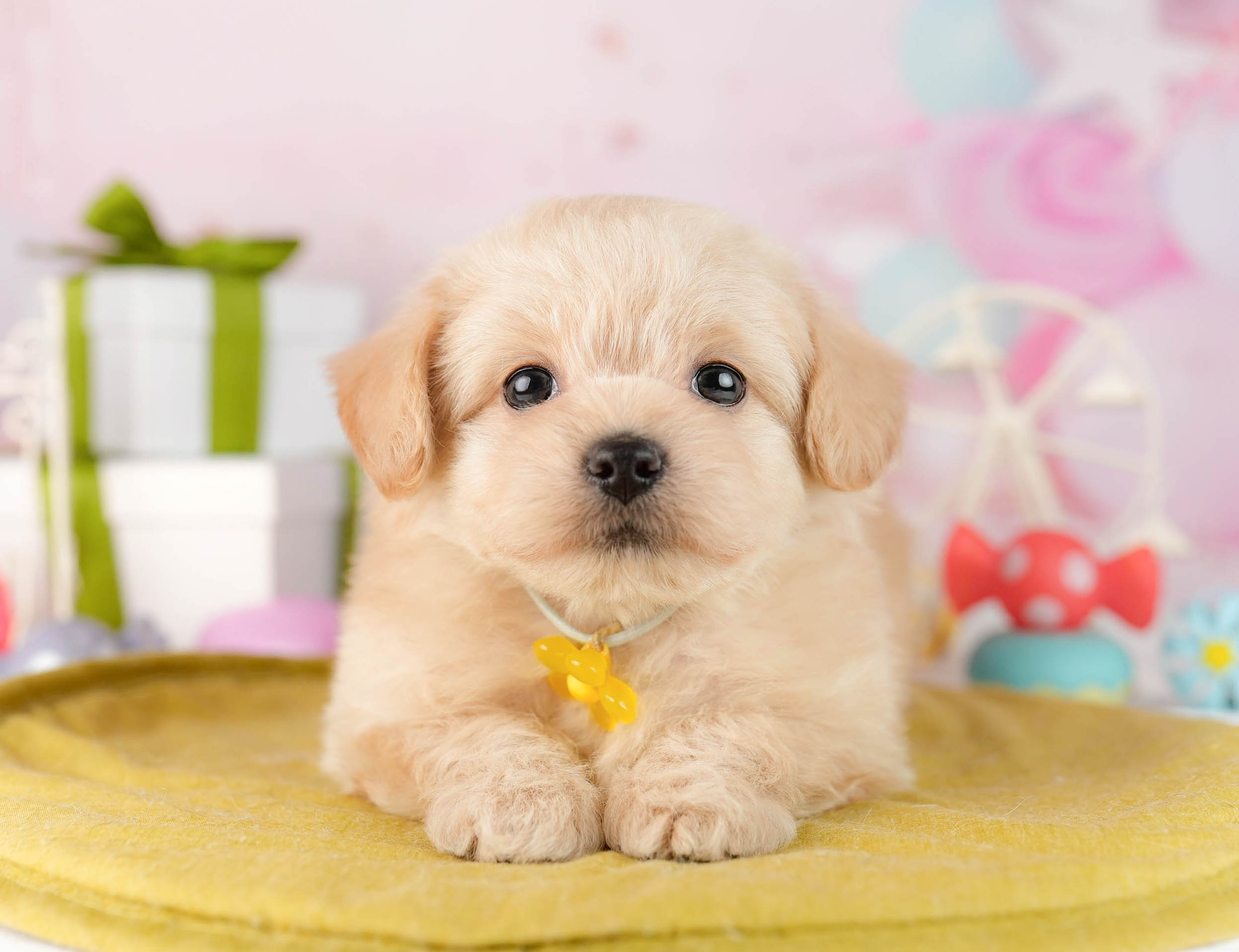 チワプー | 男の子 | クリーム | 2026年1月13日