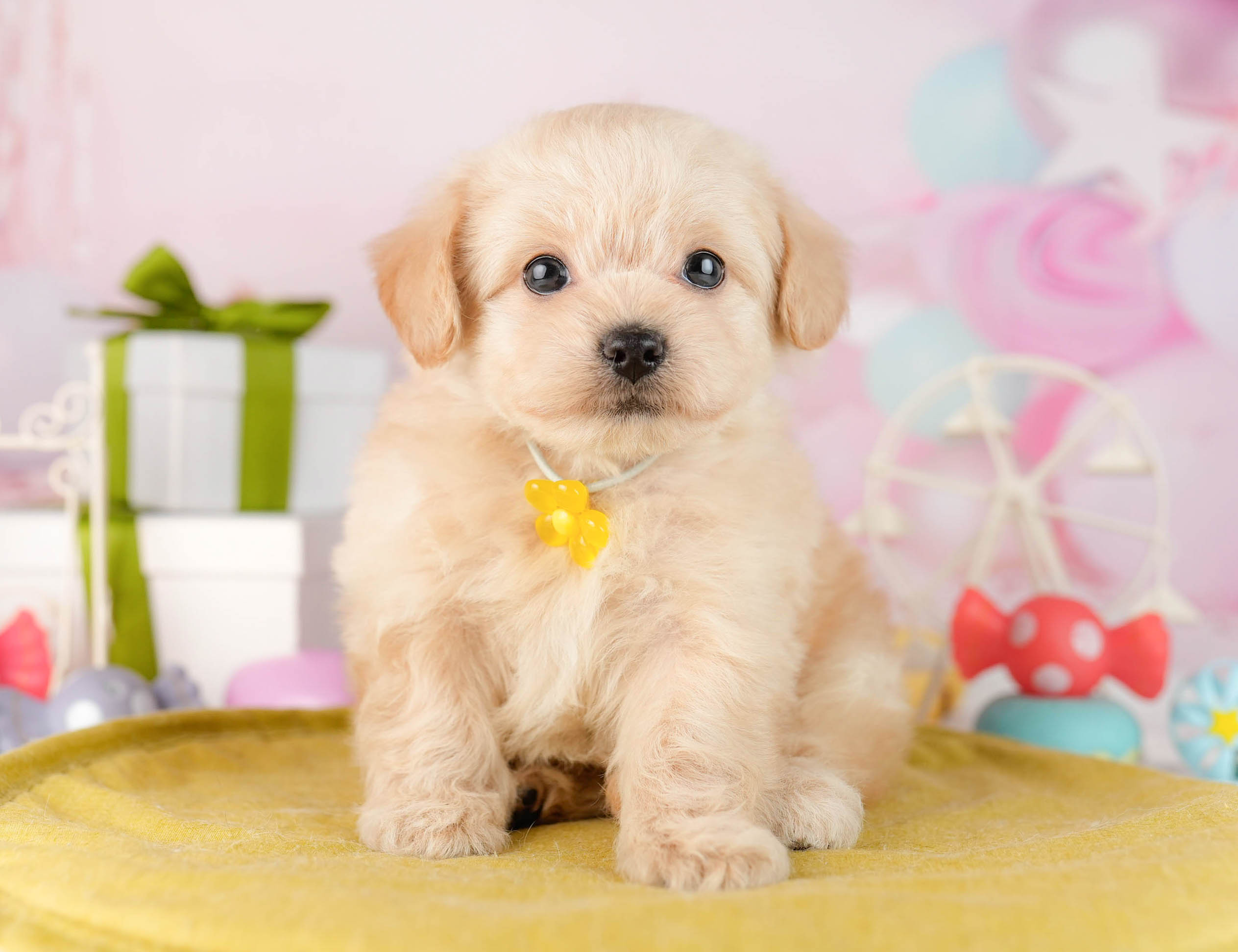 チワプー | 男の子 | クリーム | 2026年1月13日