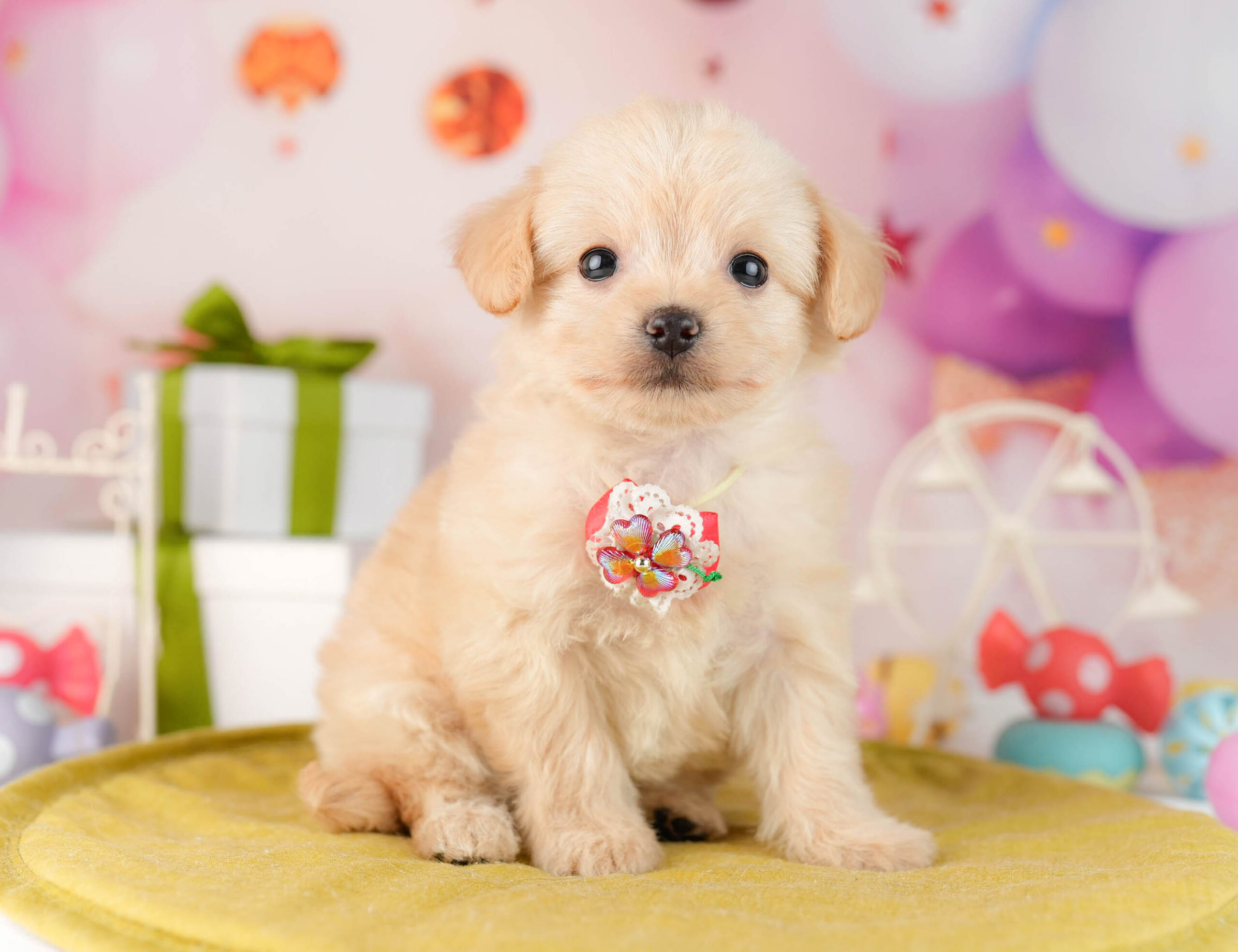 チワプー | 女の子 | クリーム | 2026年1月13日