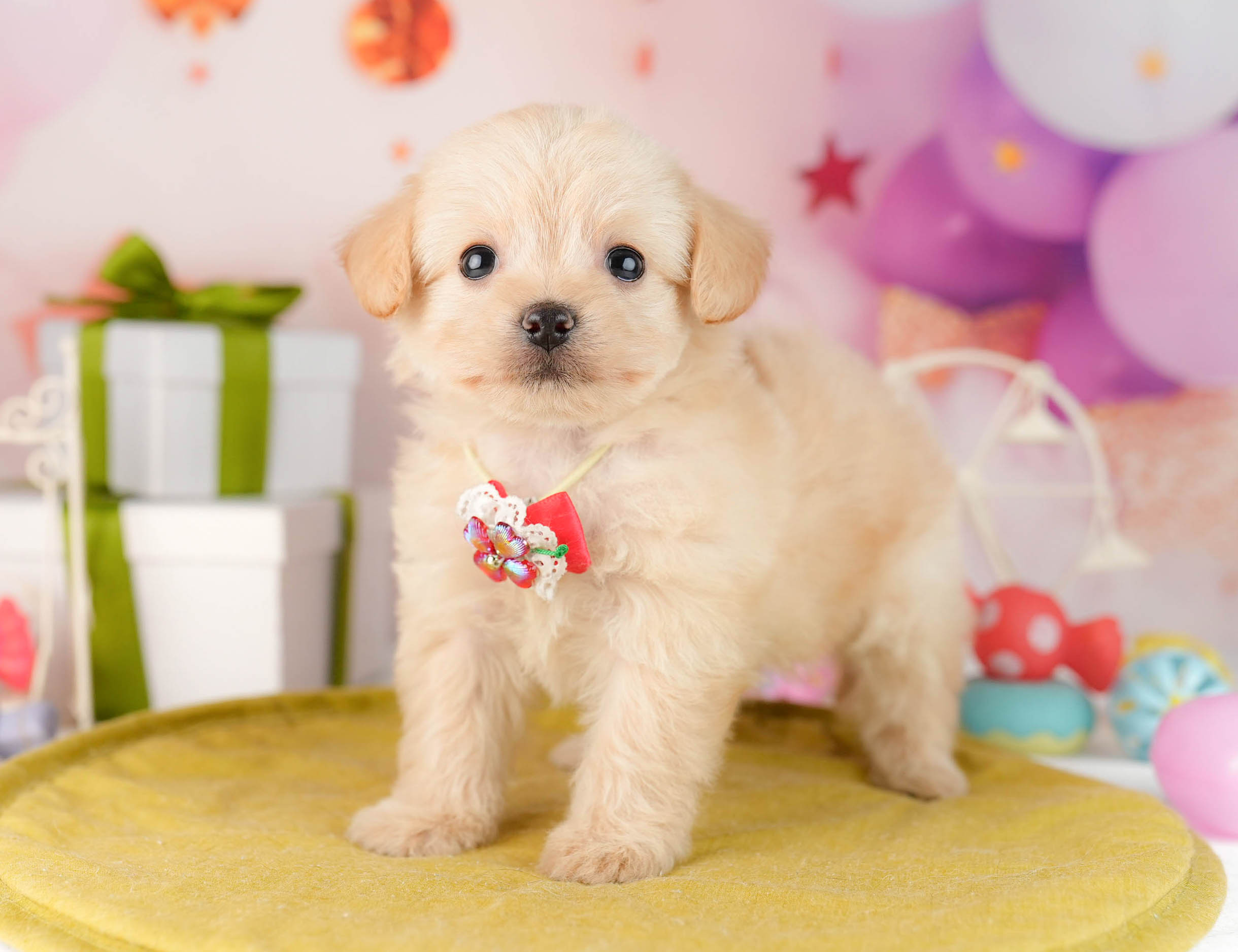 チワプー | 女の子 | クリーム | 2026年1月13日