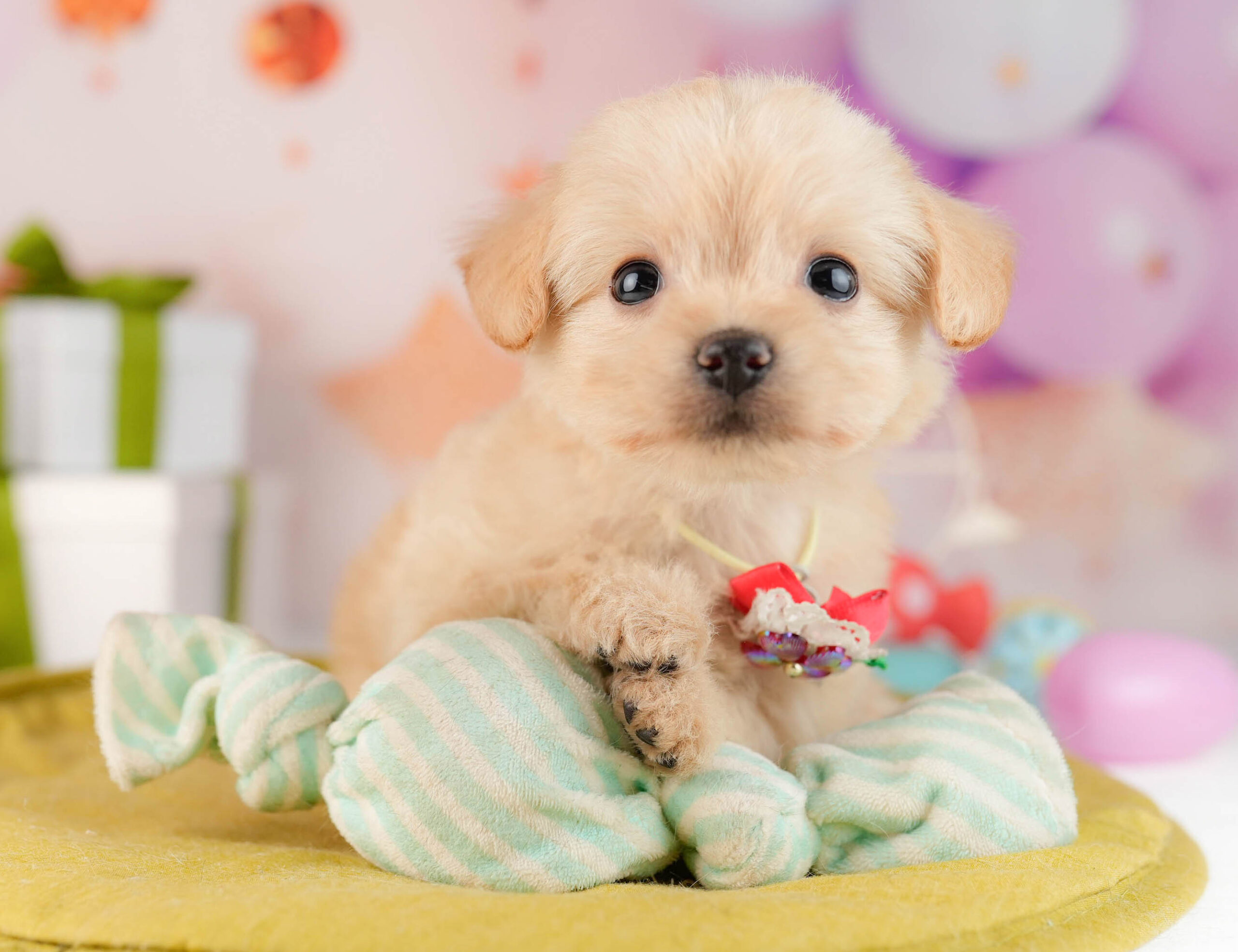 チワプー | 女の子 | クリーム | 2026年1月13日