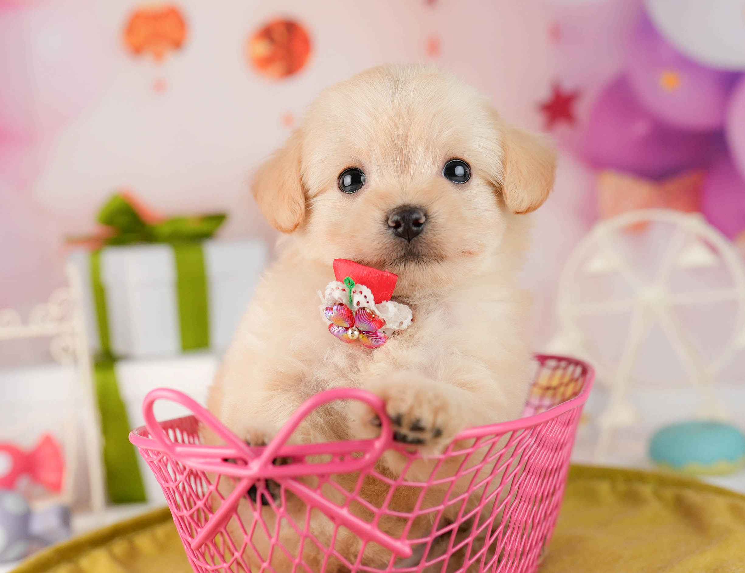 チワプー | 女の子 | クリーム | 2026年1月13日