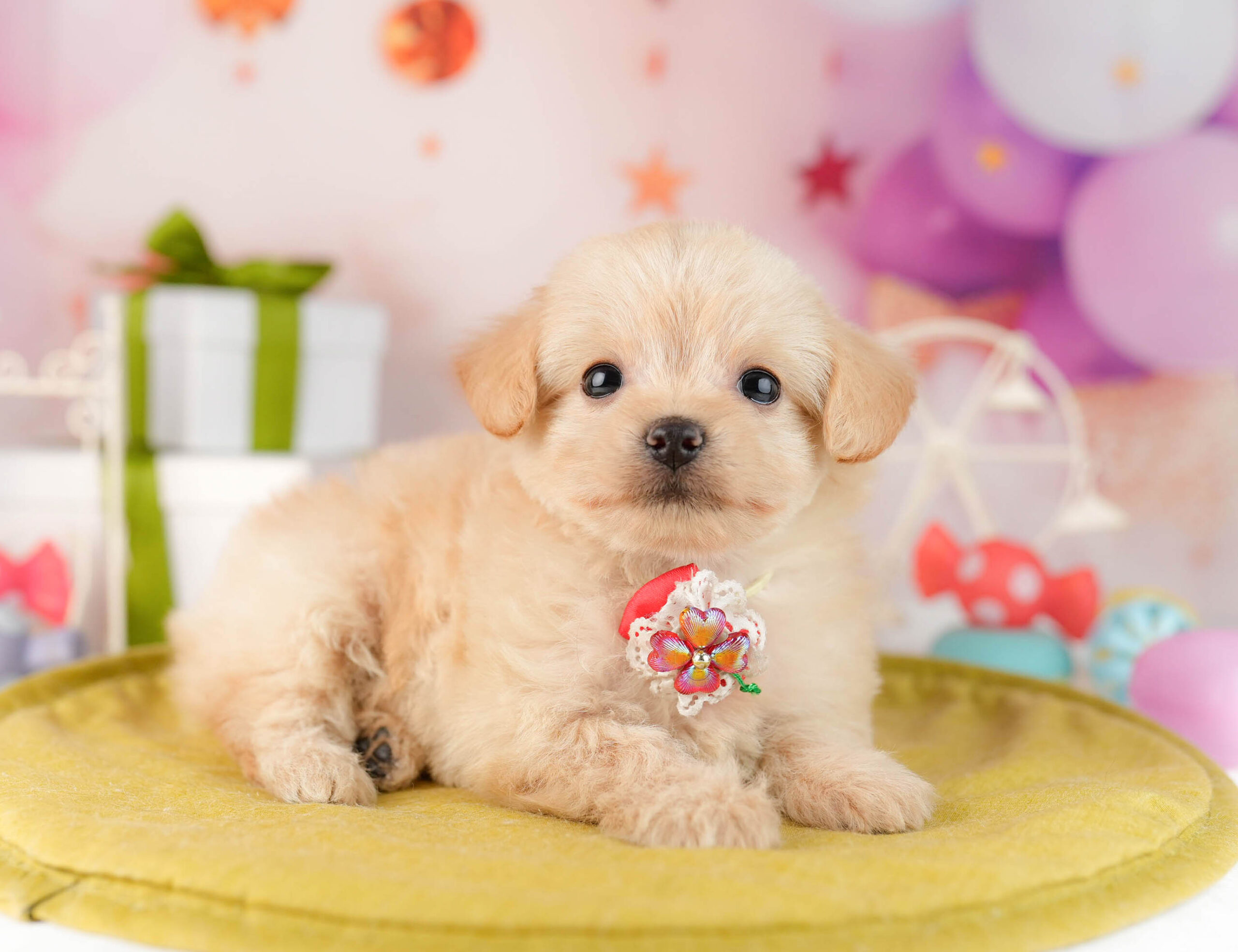 チワプー | 女の子 | クリーム | 2026年1月13日