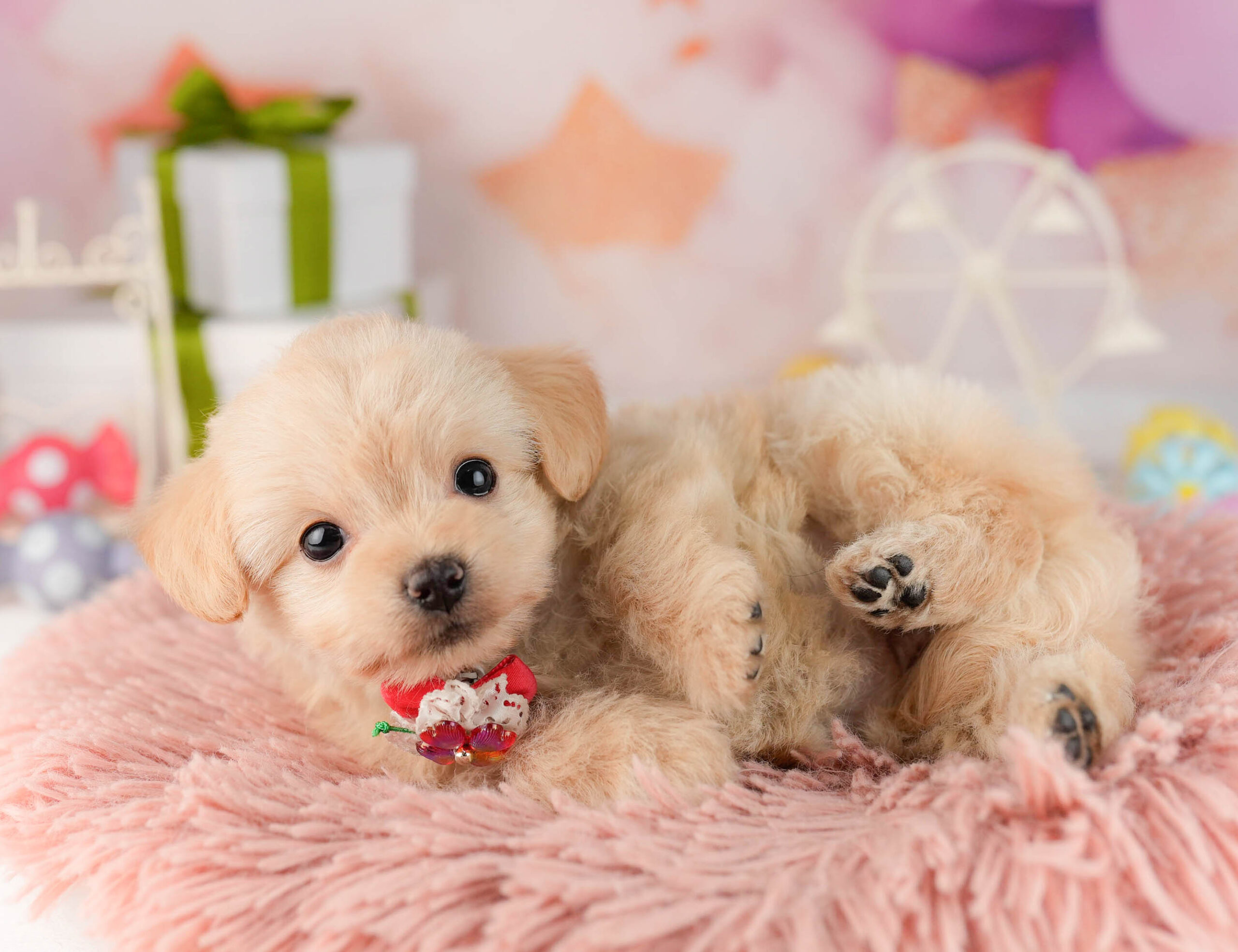 チワプー | 女の子 | クリーム | 2026年1月13日