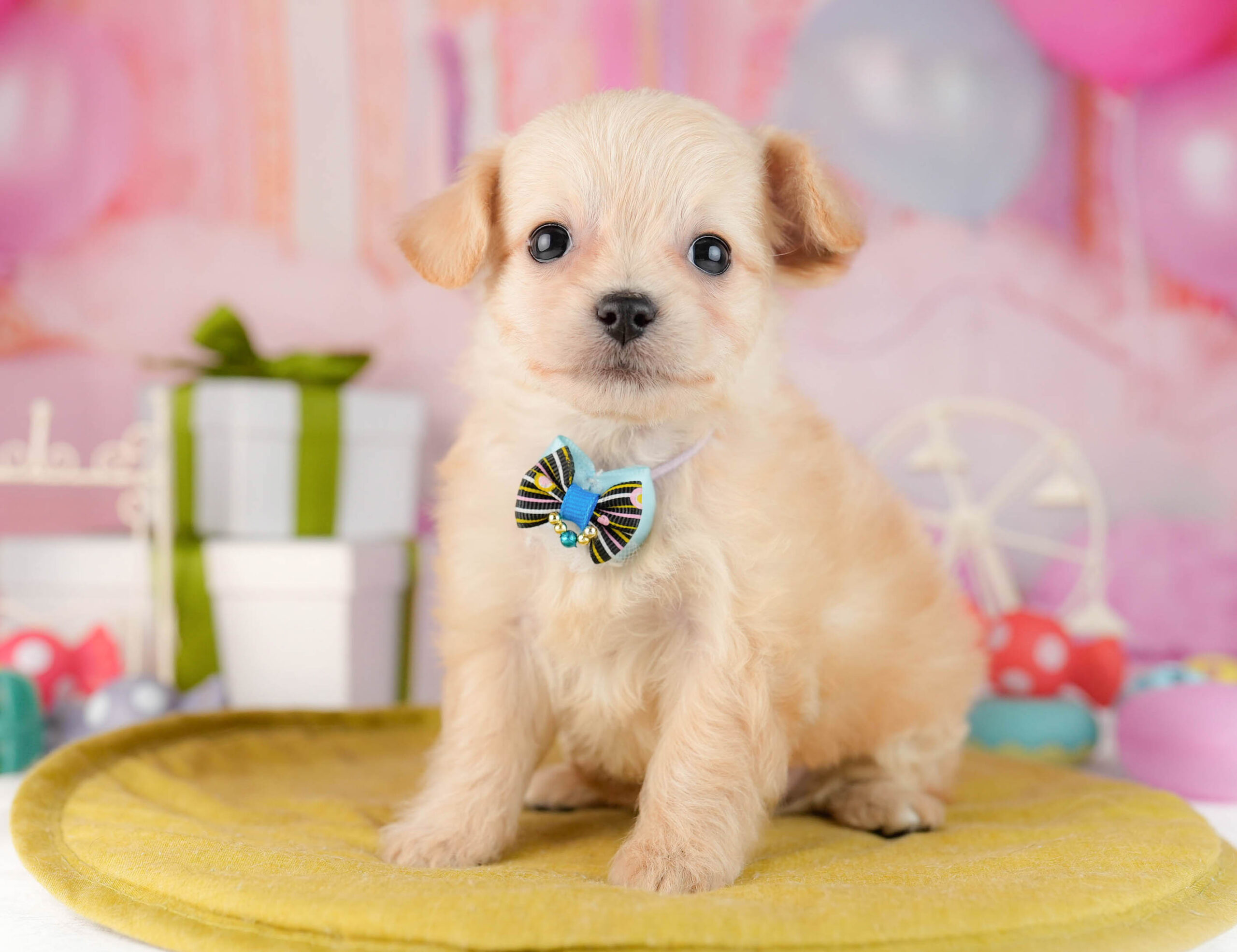 チワプー | 女の子 | クリーム | 2026年1月13日