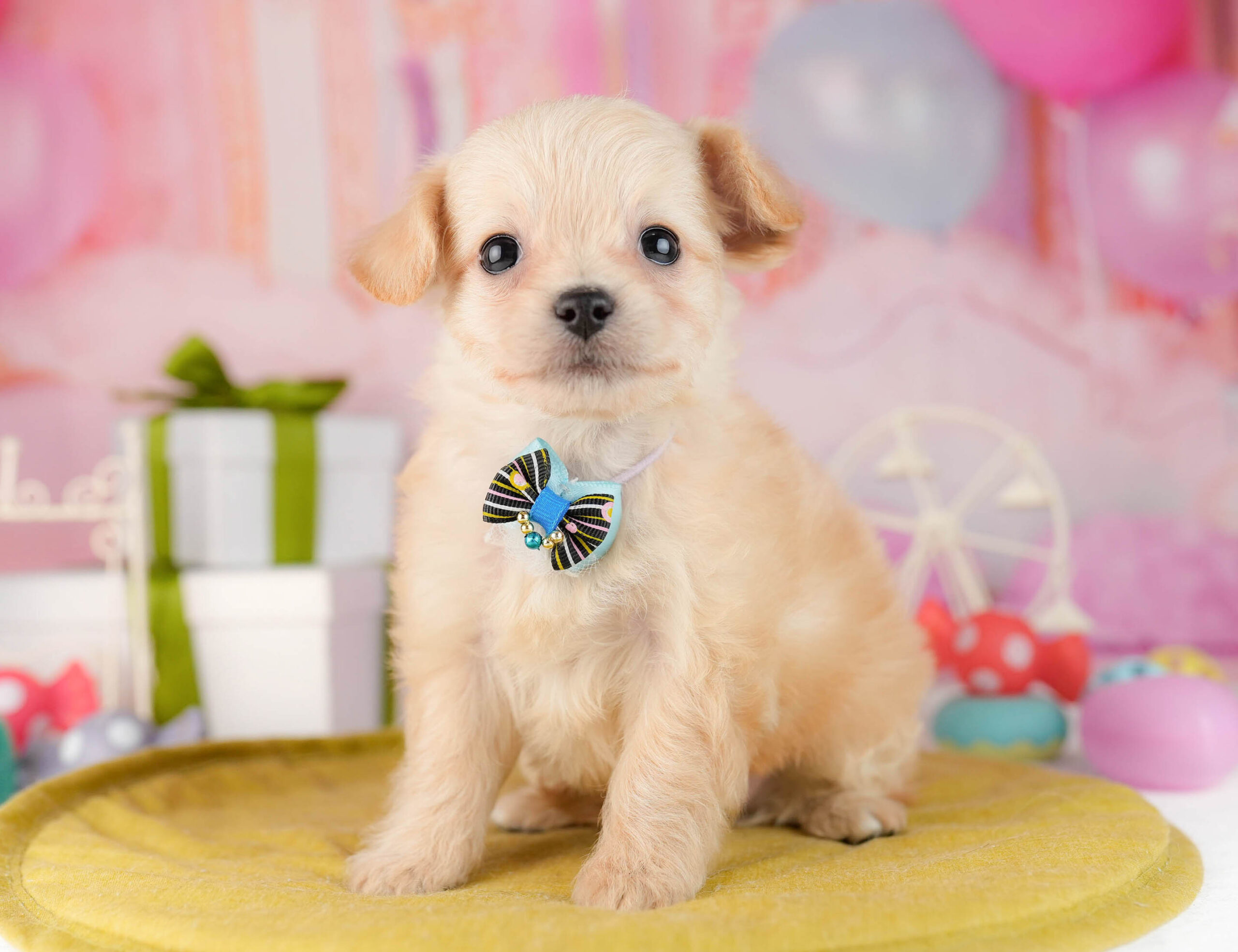 チワプー | 女の子 | クリーム | 2026年1月13日
