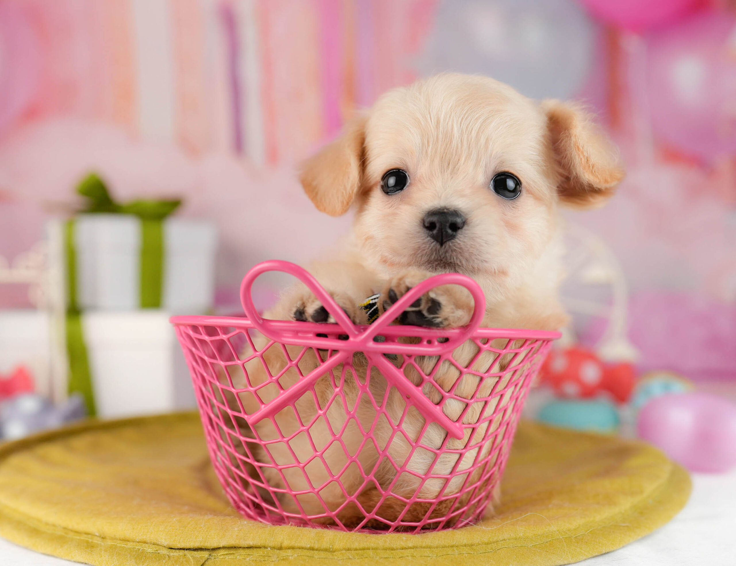 チワプー | 女の子 | クリーム | 2026年1月13日