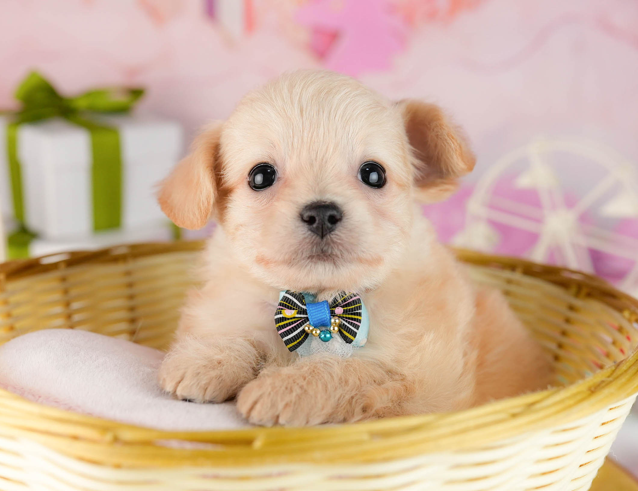 チワプー | 女の子 | クリーム | 2026年1月13日