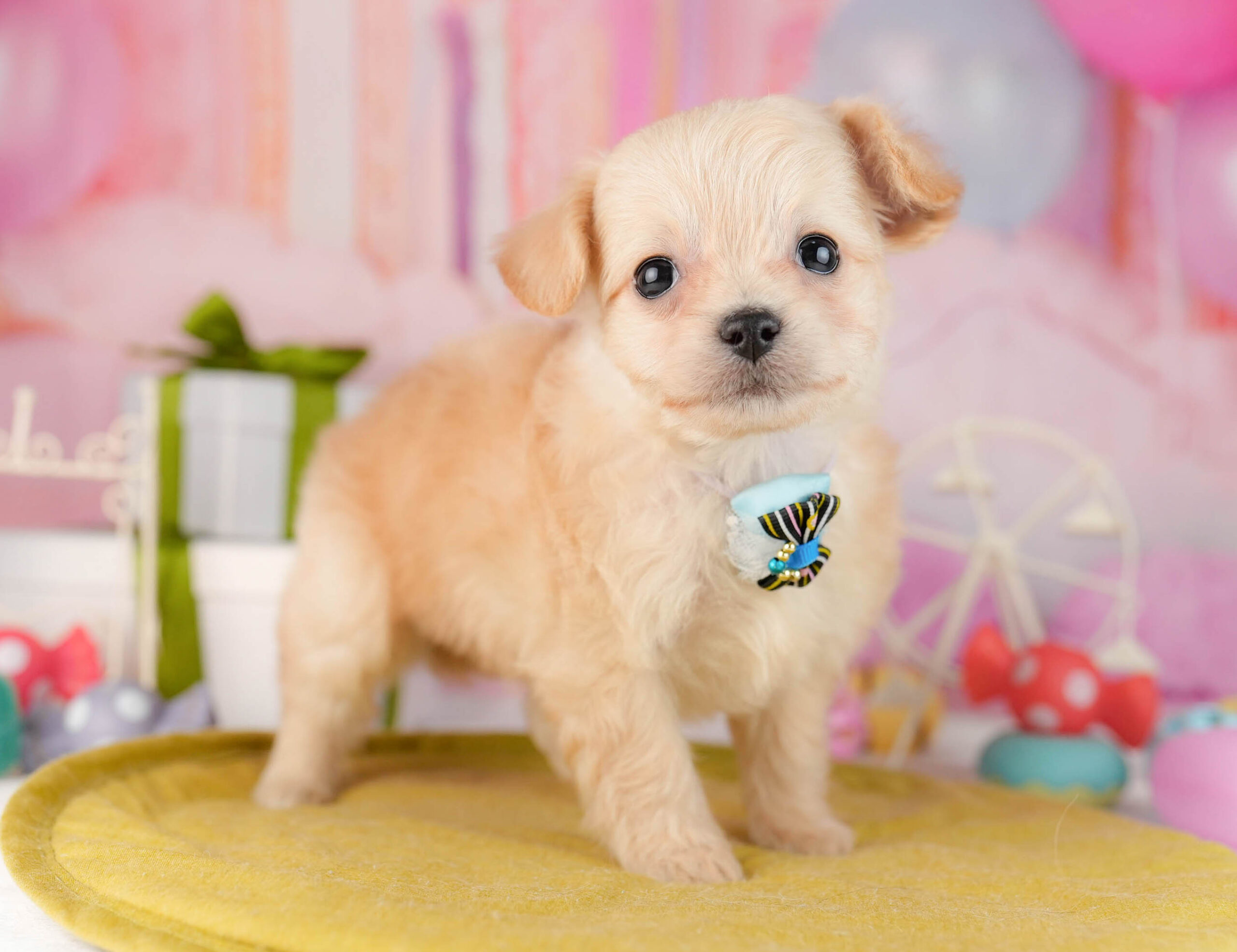 チワプー | 女の子 | クリーム | 2026年1月13日