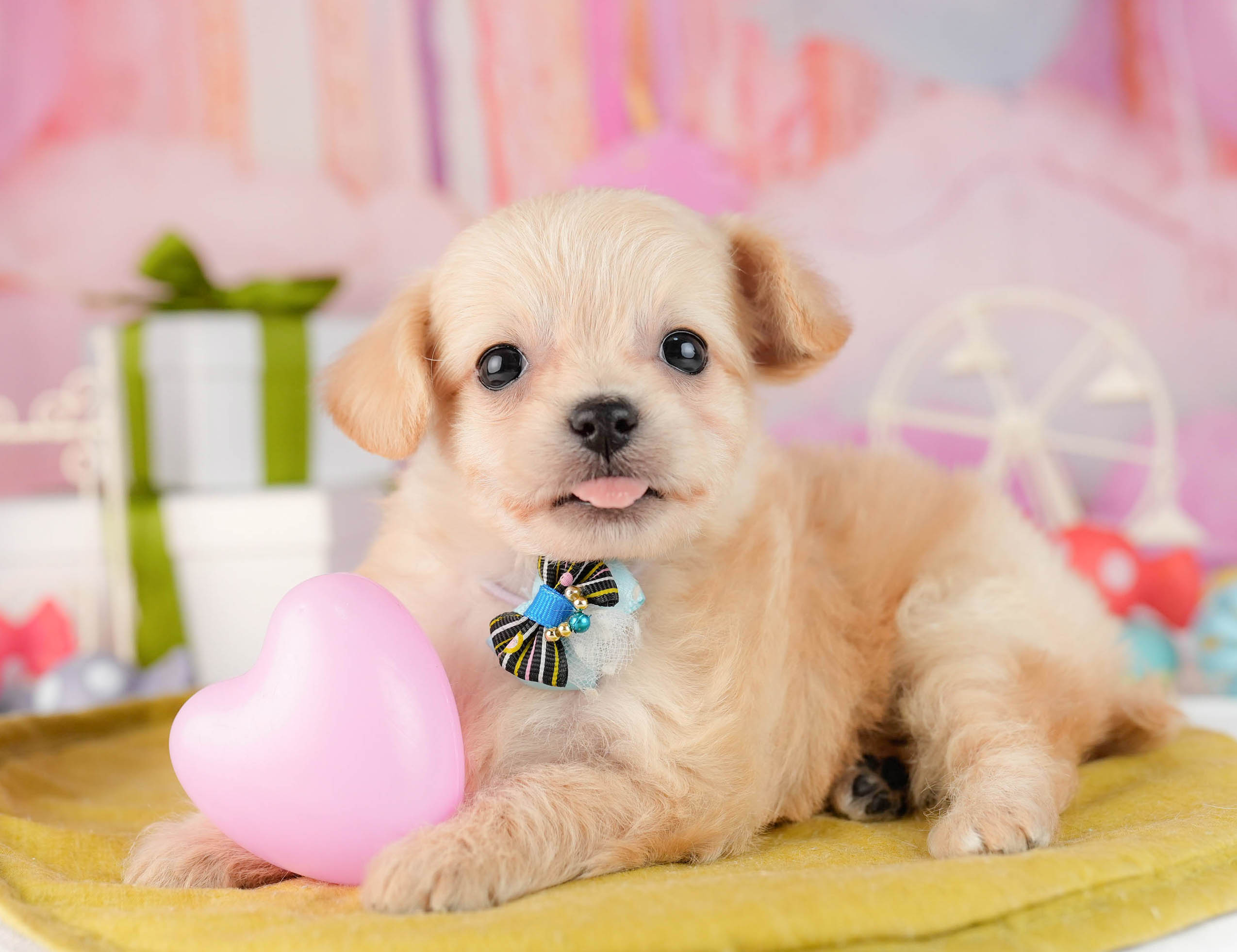 チワプー | 女の子 | クリーム | 2026年1月13日