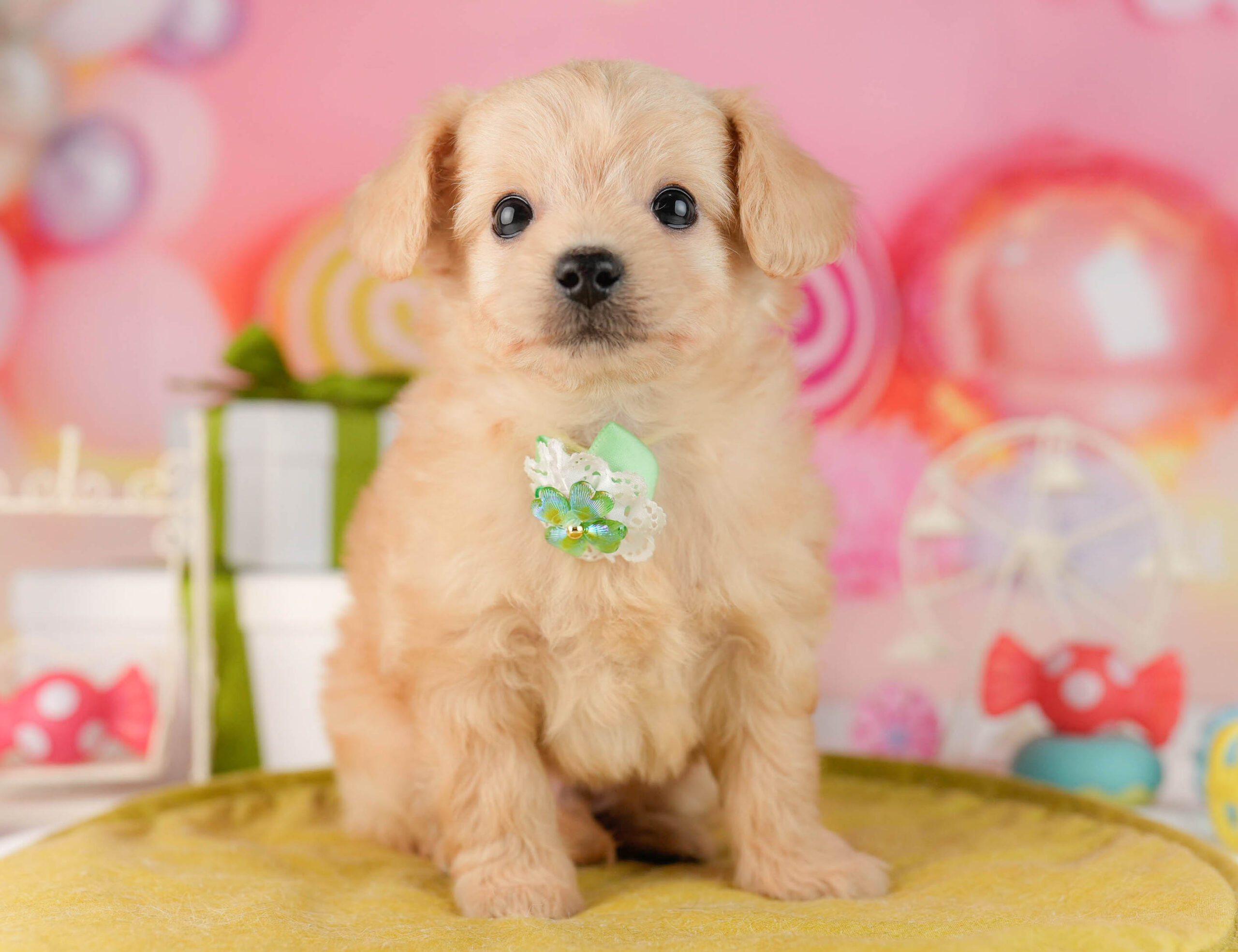 チワプー | 男の子 | クリーム | 2026年1月13日