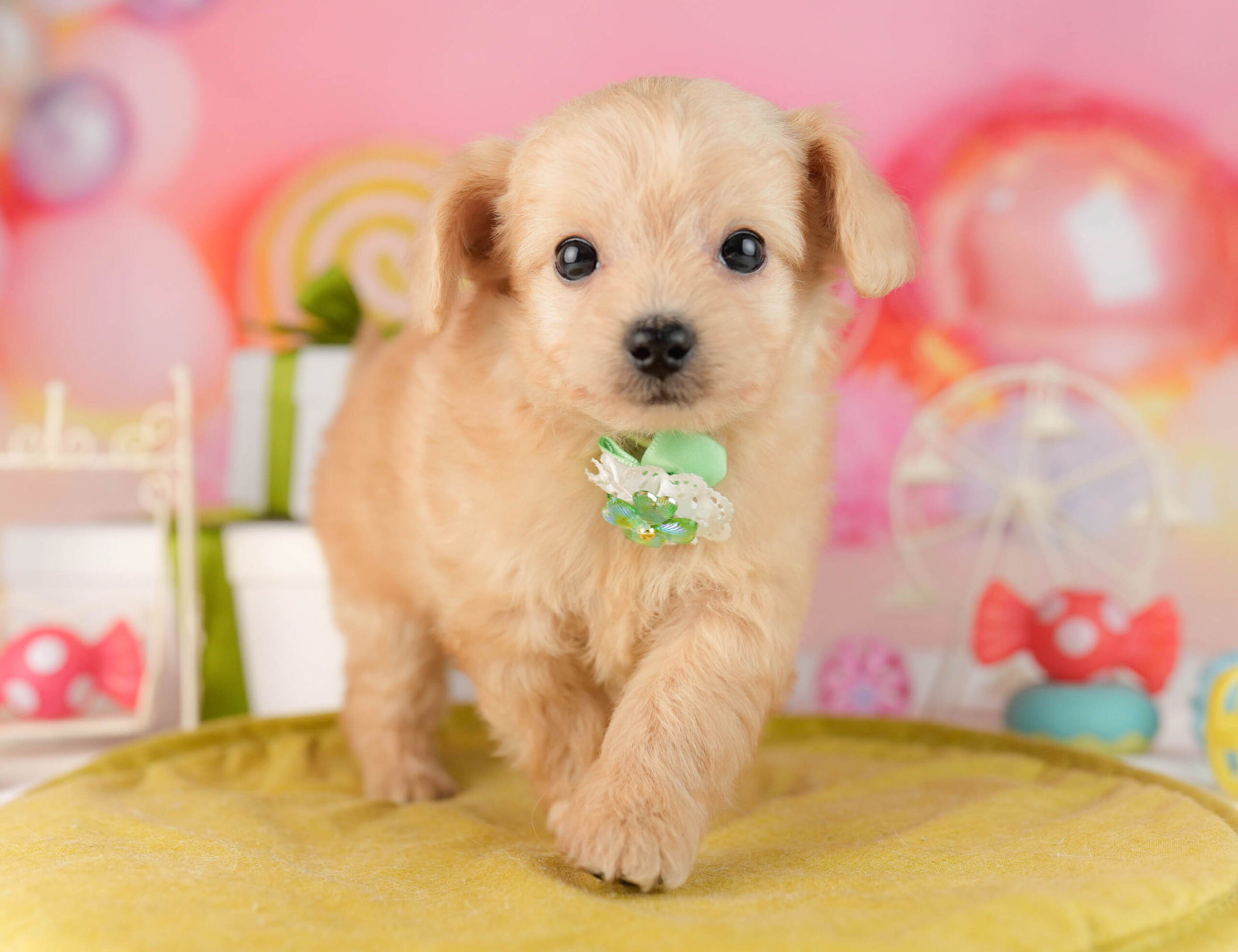 チワプー | 男の子 | クリーム | 2026年1月13日