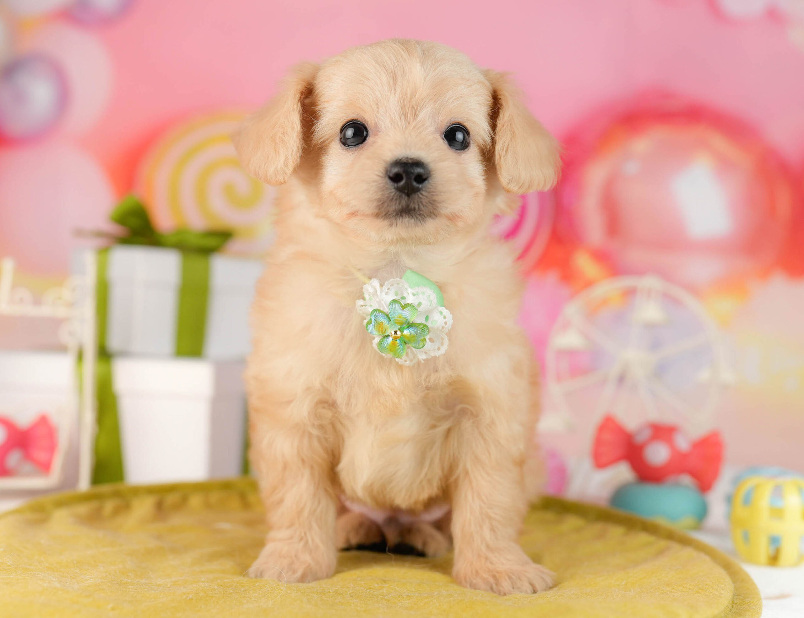 チワプー | 男の子 | クリーム | 2026年1月13日