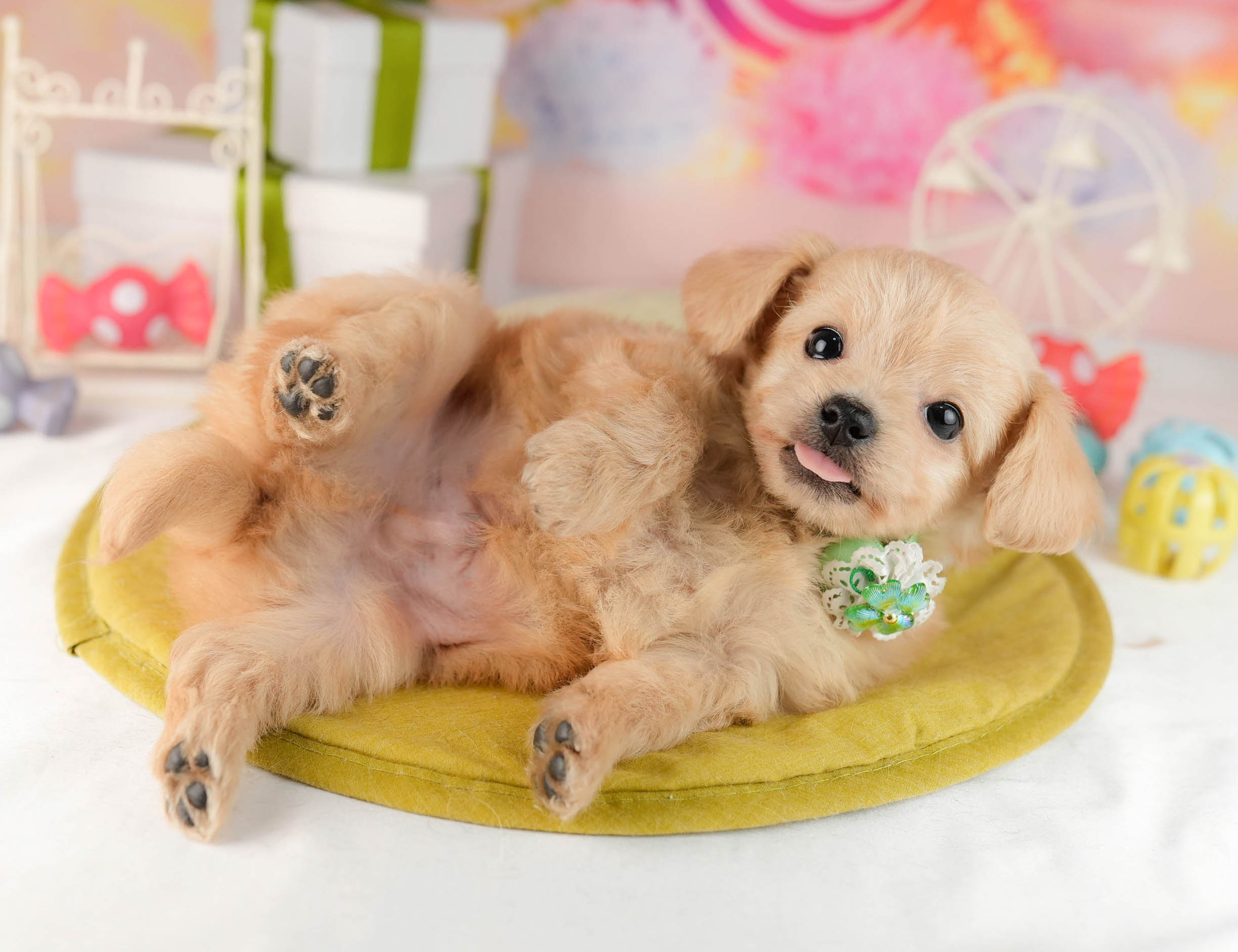 チワプー | 男の子 | クリーム | 2026年1月13日