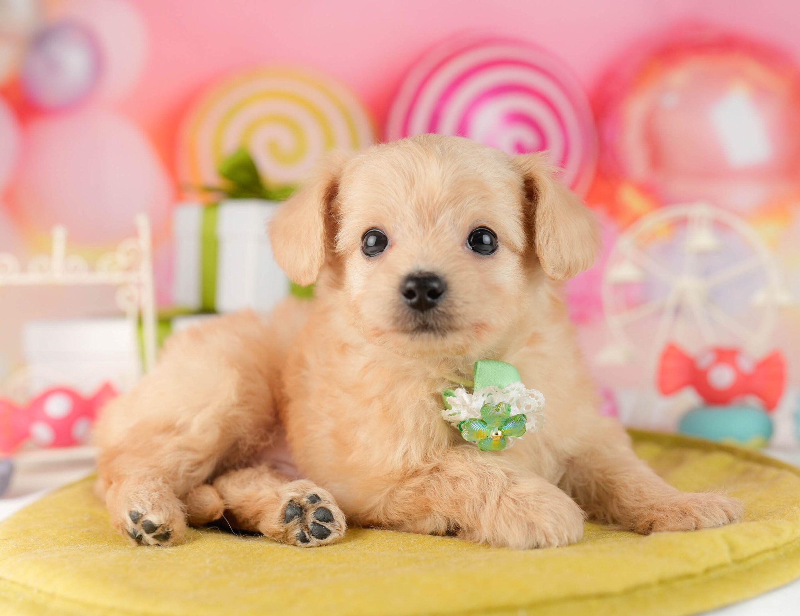 チワプー | 男の子 | クリーム | 2026年1月13日