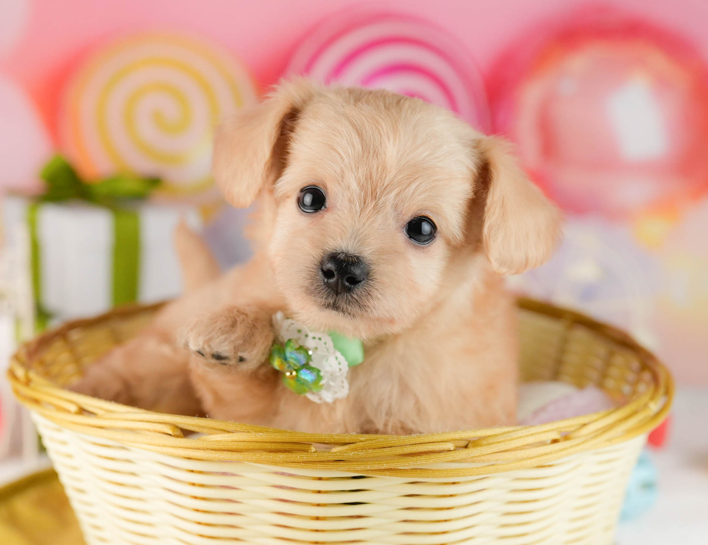 チワプー | 男の子 | クリーム | 2026年1月13日