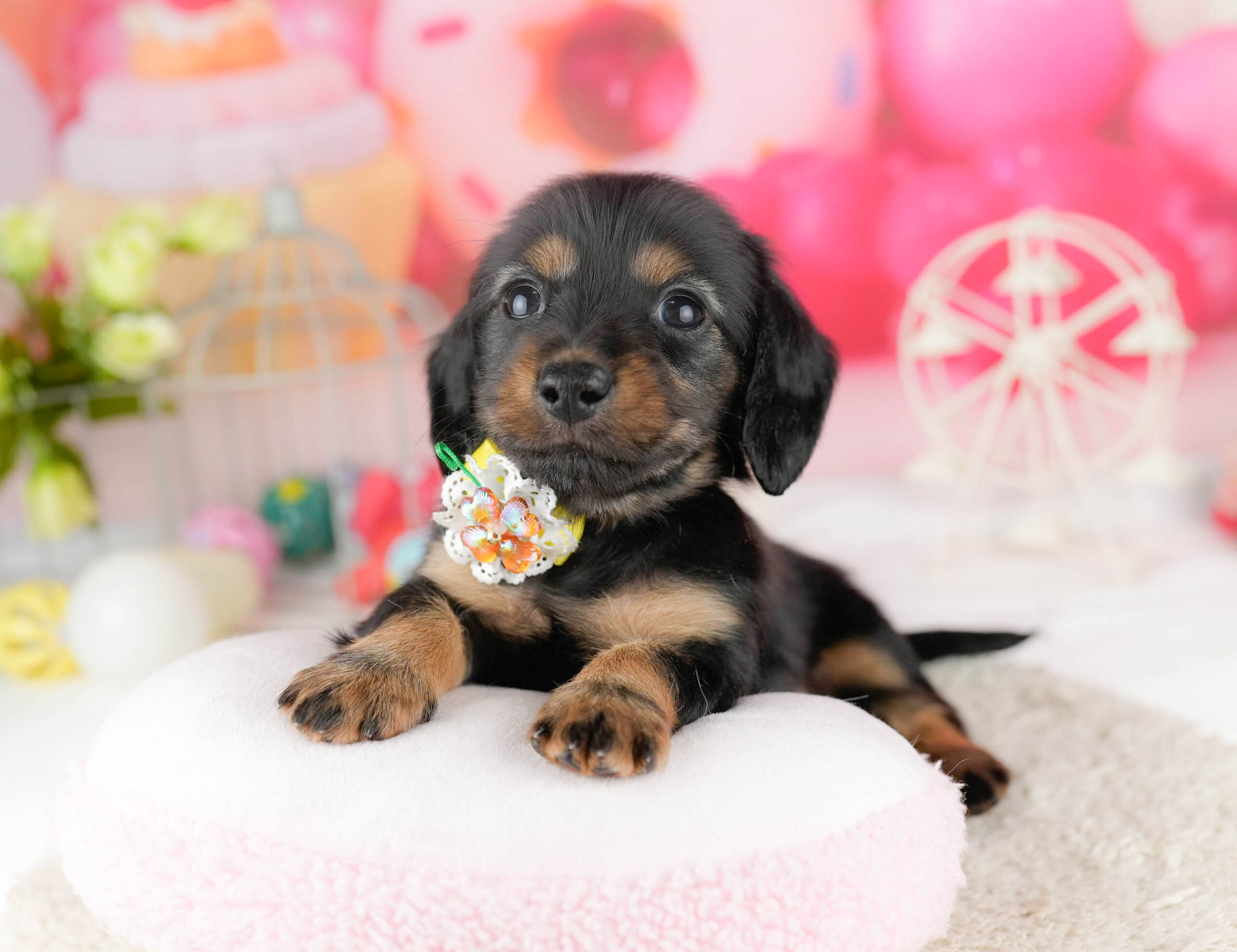 ミニチュア・ダックスフンド(ロング) | 女の子 | ブラック＆タン | 2026年1月13日