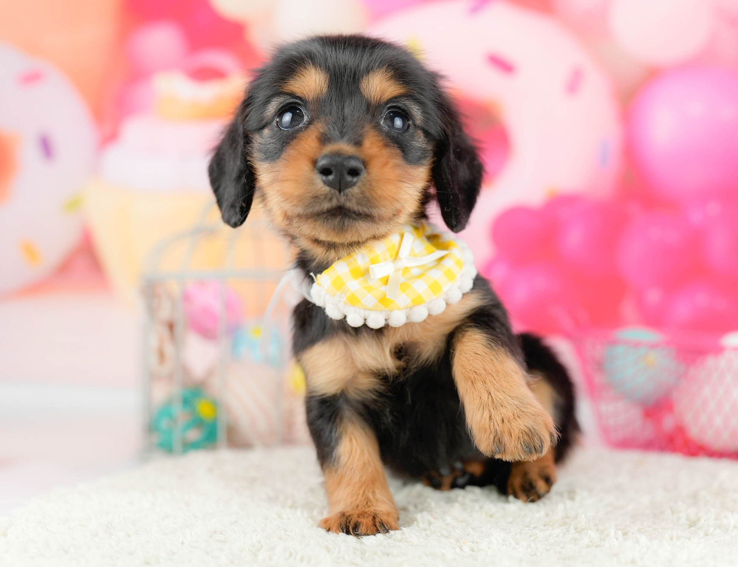 ミニチュア・ダックスフンド(ロング) | 女の子 | ブラック＆タン | 2026年1月13日