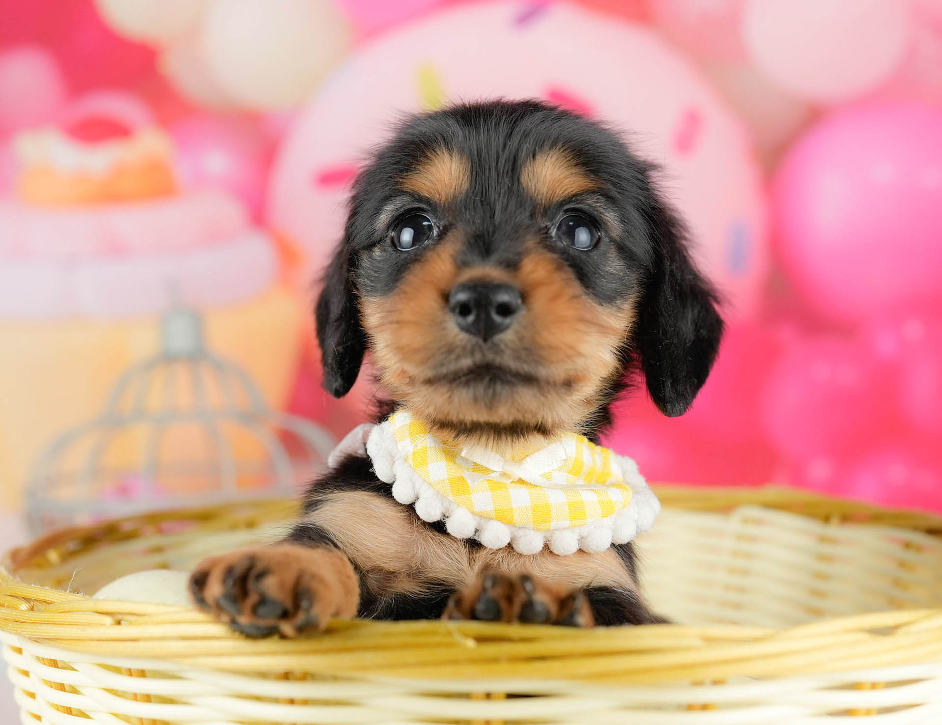 ミニチュア・ダックスフンド(ロング) | 女の子 | ブラック＆タン | 2026年1月13日