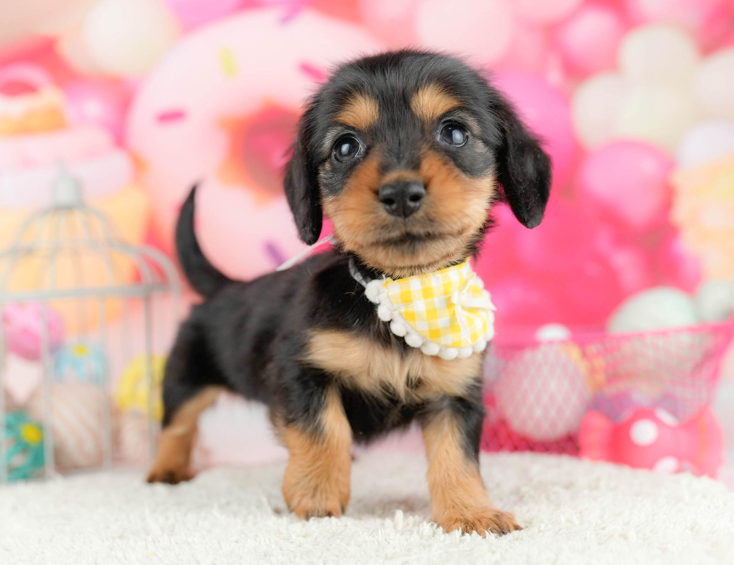 ミニチュア・ダックスフンド(ロング) | 女の子 | ブラック＆タン | 2026年1月13日