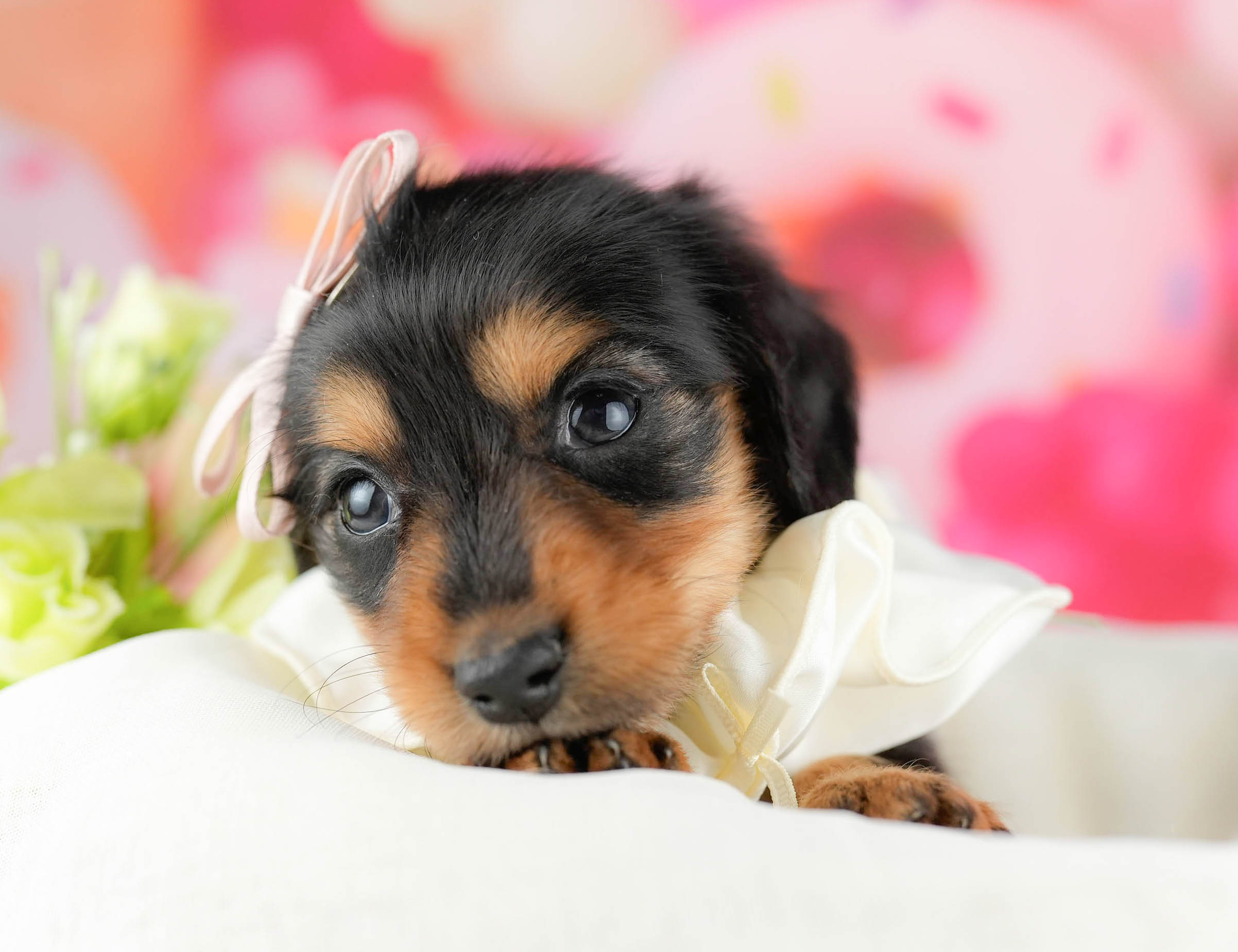 ミニチュア・ダックスフンド(ロング) | 女の子 | ブラック＆タン | 2026年1月13日