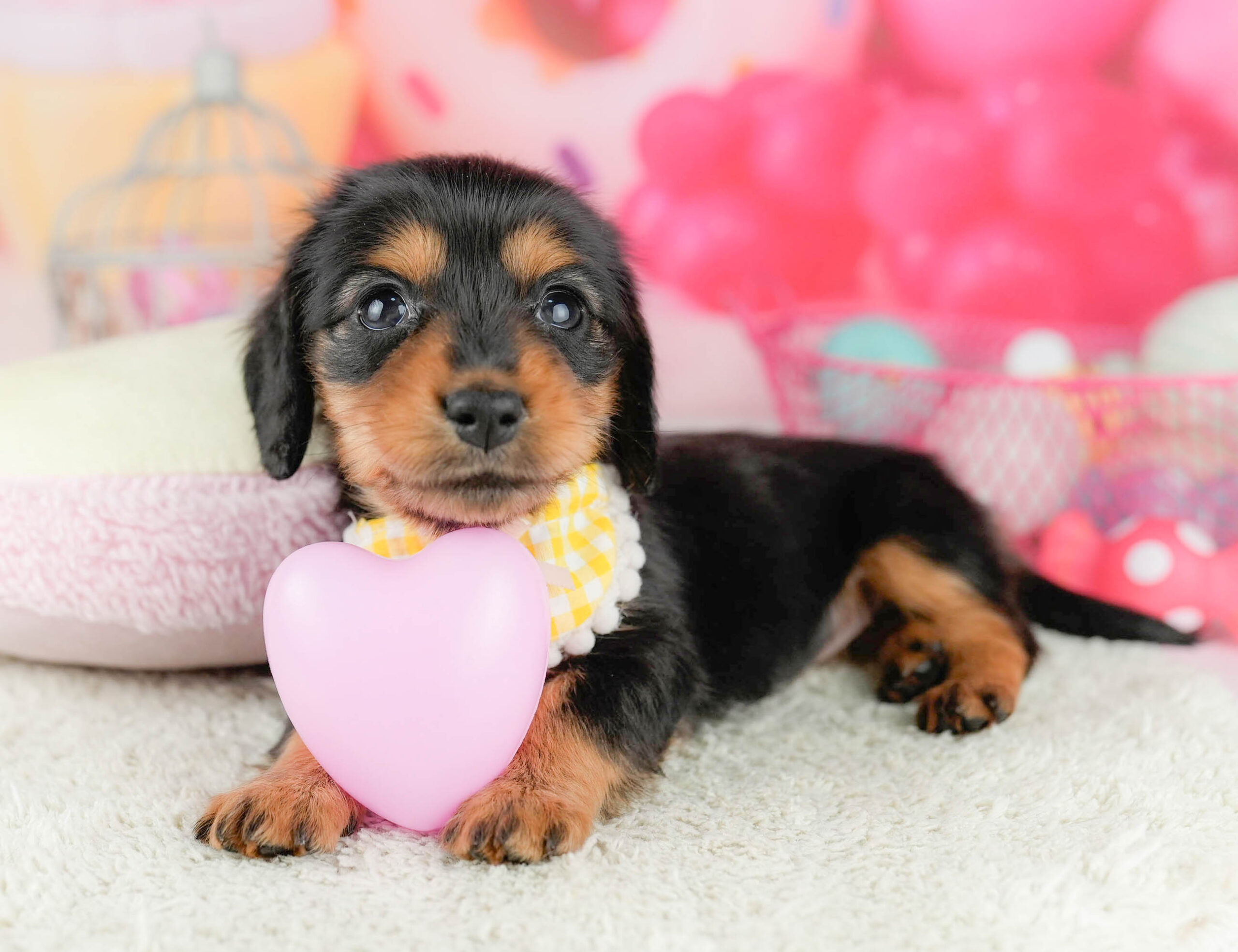 ミニチュア・ダックスフンド(ロング) | 女の子 | ブラック＆タン | 2026年1月13日