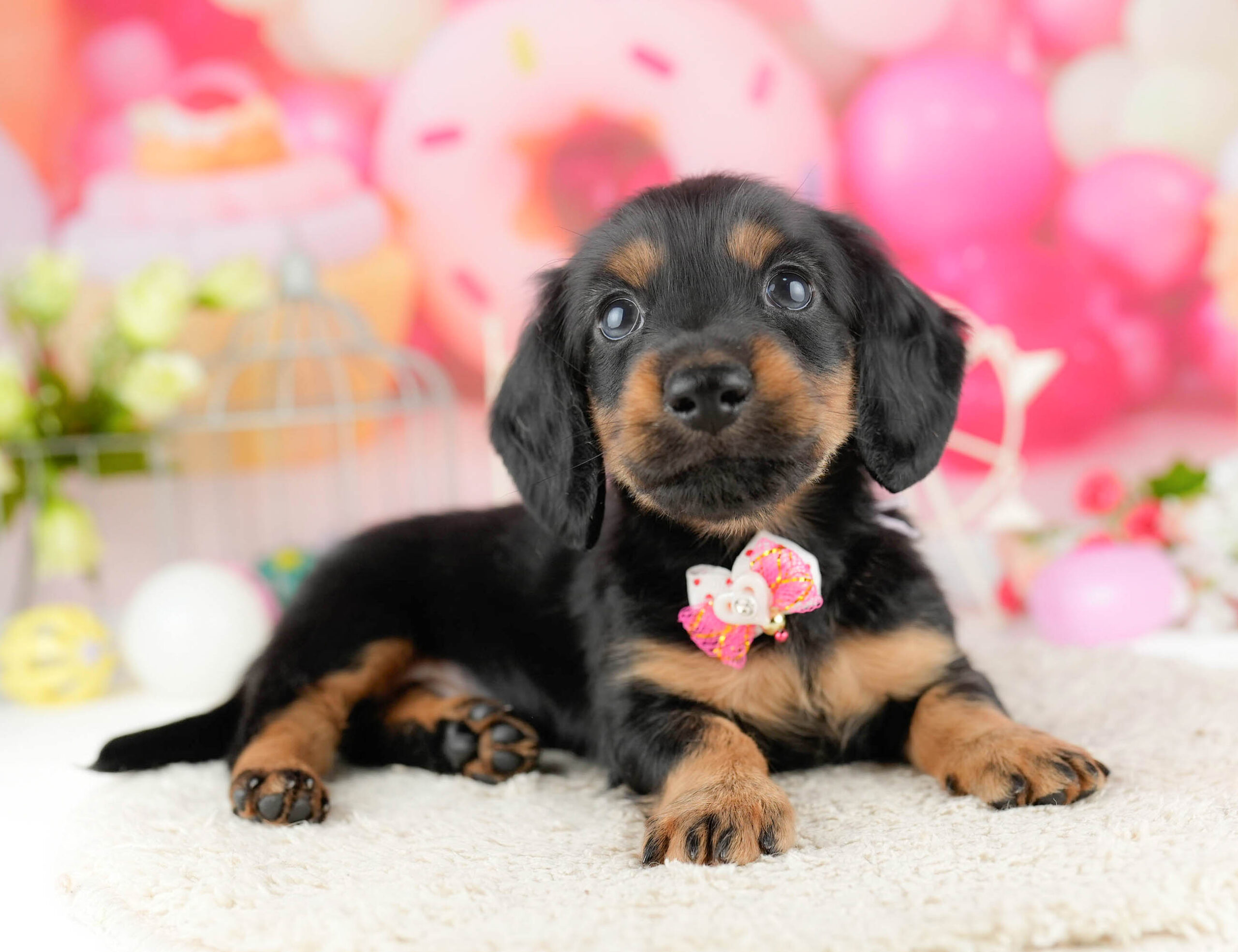 ミニチュア・ダックスフンド(ロング) | 男の子 | ブラック&タン | 2026年1月13日