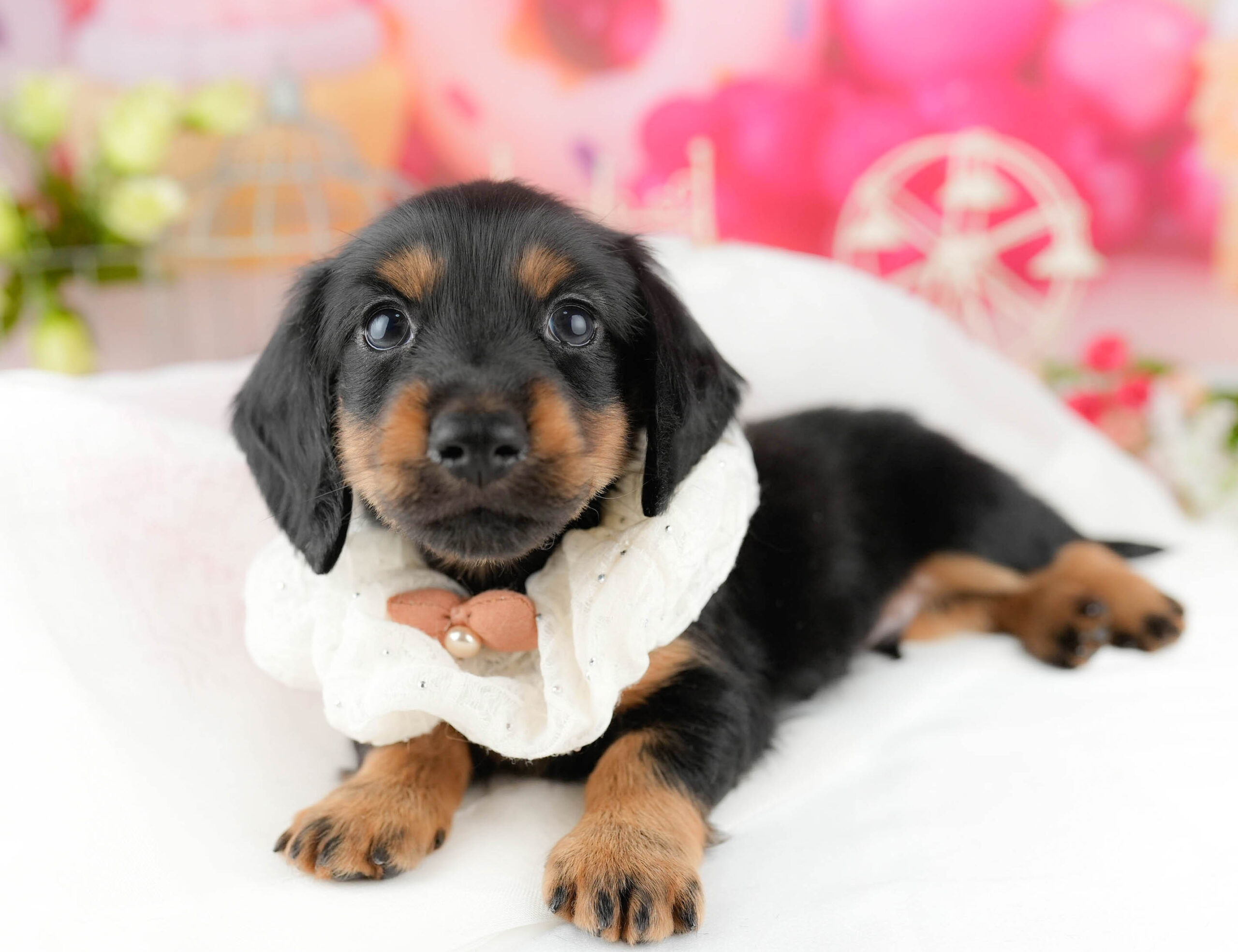 ミニチュア・ダックスフンド(ロング) | 男の子 | ブラック＆タン | 2026年1月13日