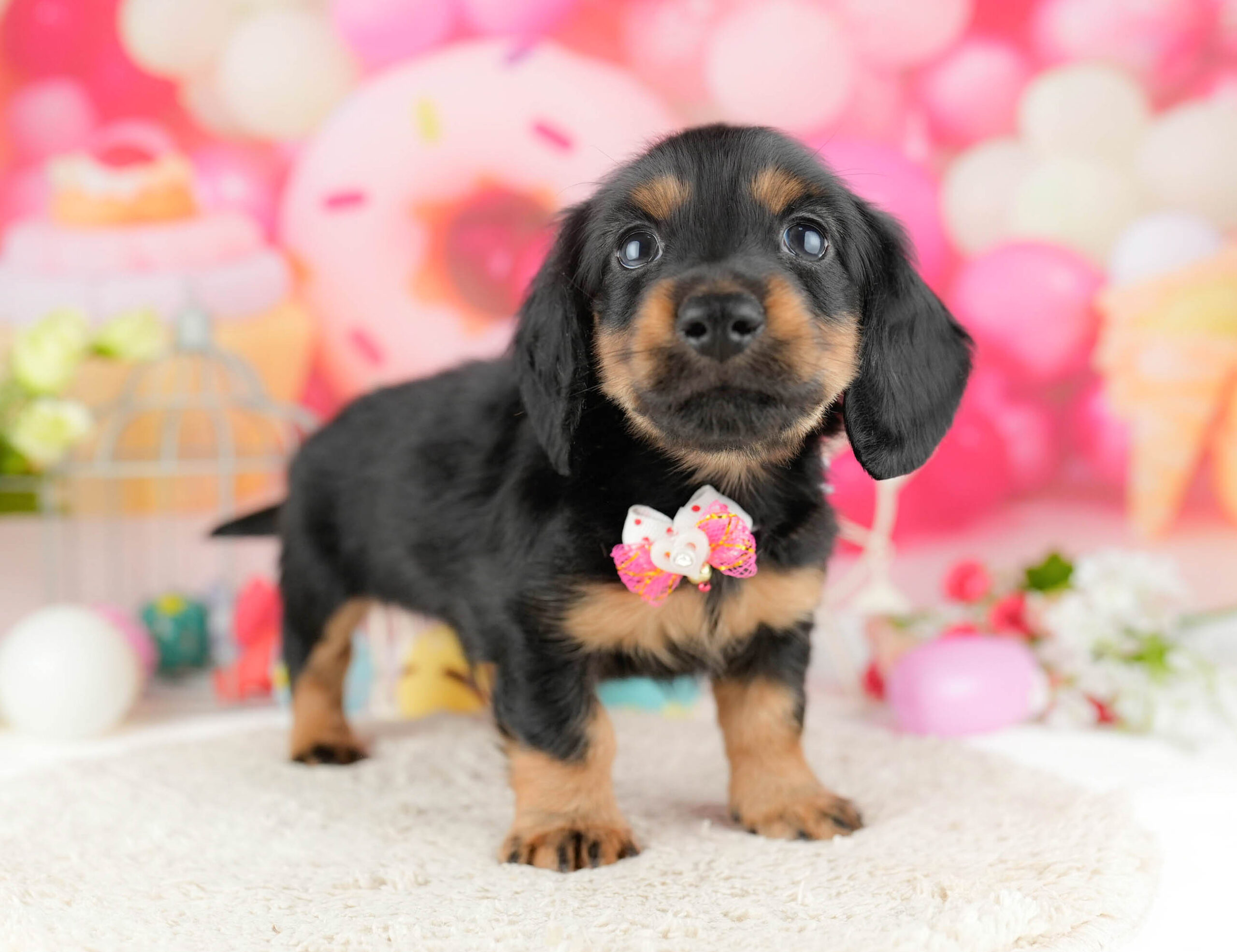 ミニチュア・ダックスフンド(ロング) | 男の子 | ブラック＆タン | 2026年1月13日