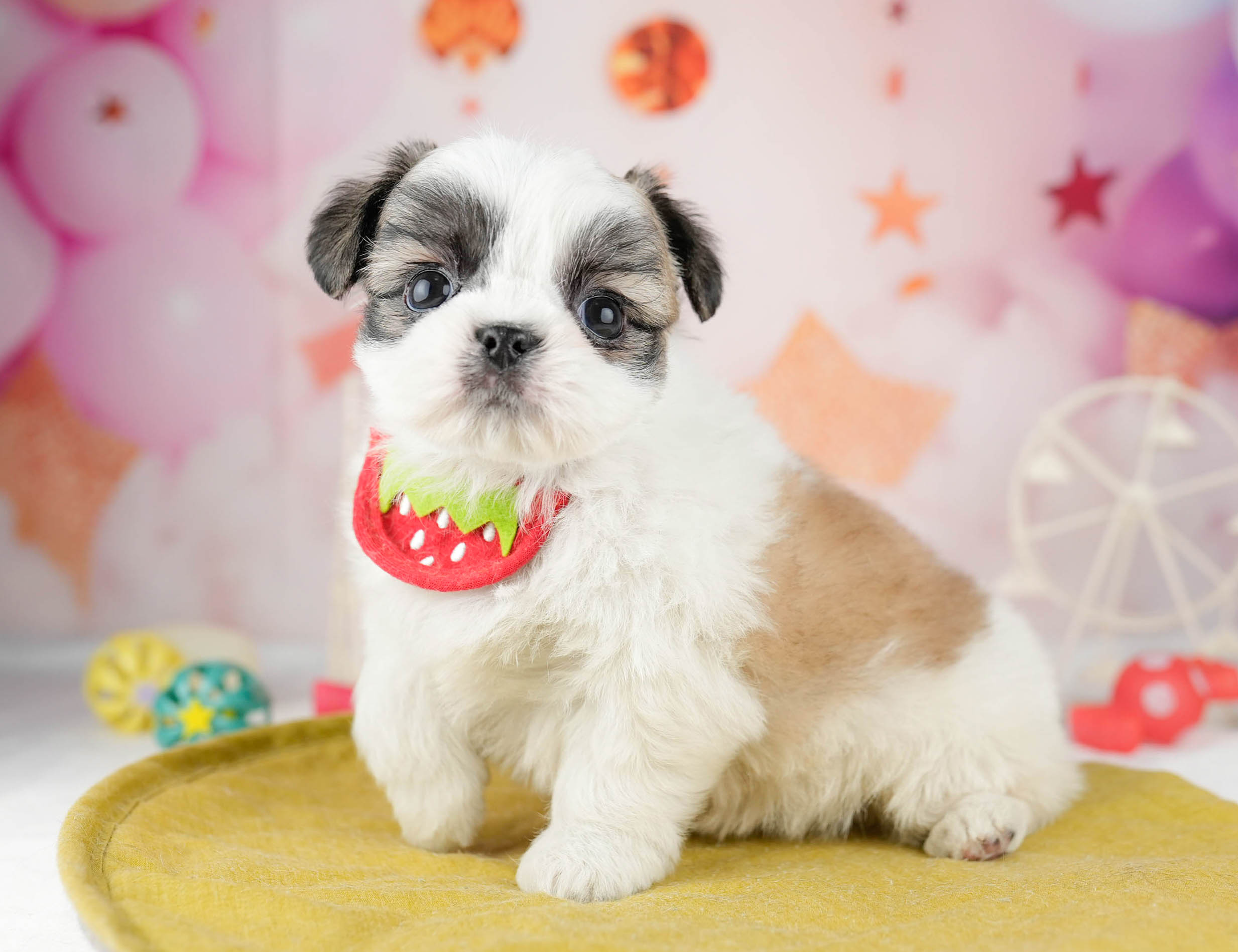 チーズー | 男の子 | ホワイト＆ゴールド | 2026年1月13日