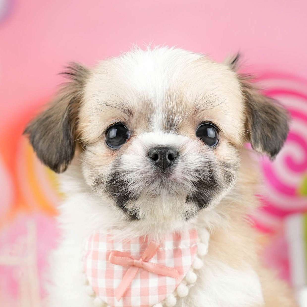 チーズー | 女の子 | ホワイト＆ゴールド | 2026年1月13日