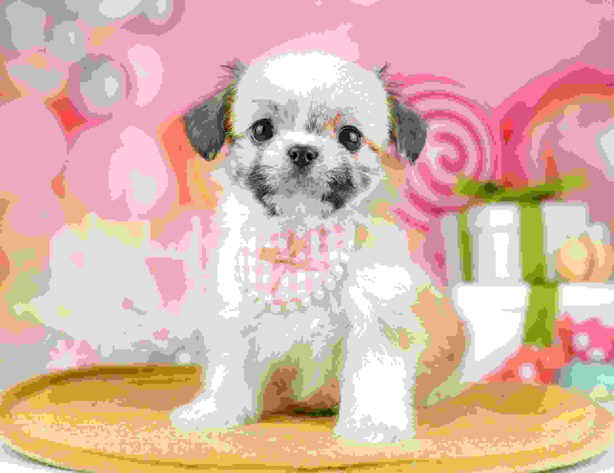 チーズー | 女の子 | ホワイト&ゴールド | 2026年1月13日