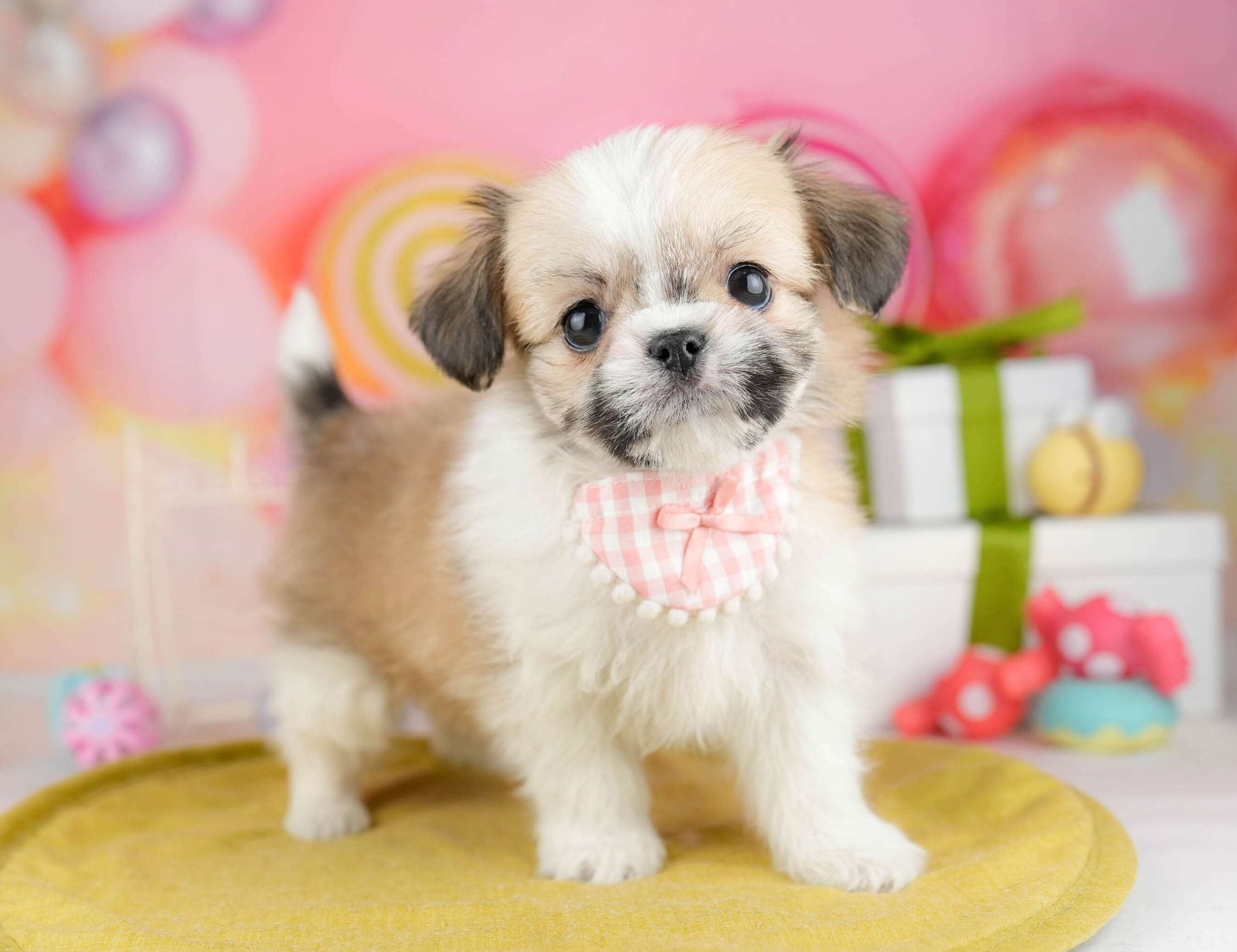 チーズー | 女の子 | ホワイト&ゴールド | 2026年1月13日