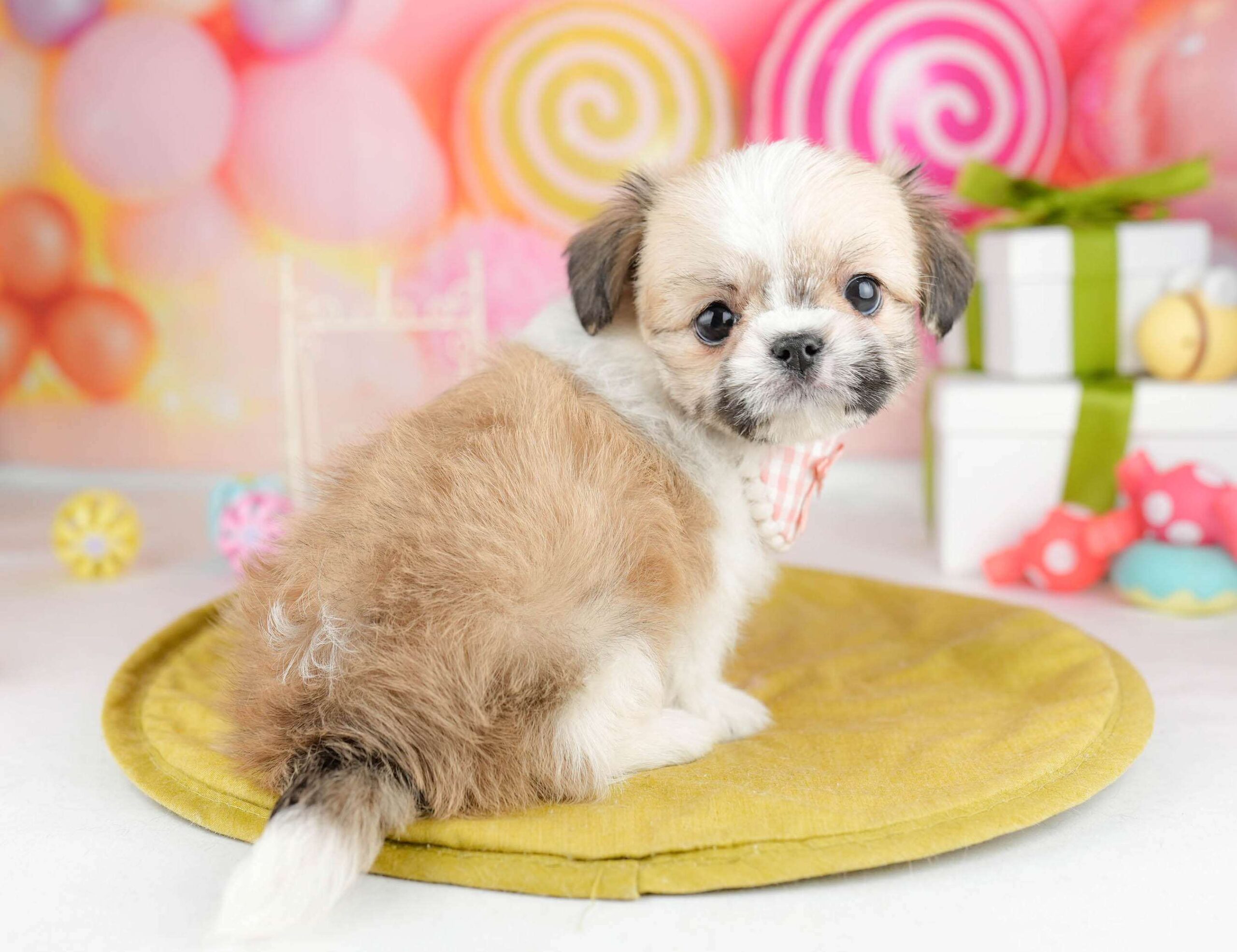 チーズー | 女の子 | ホワイト&ゴールド | 2026年1月13日