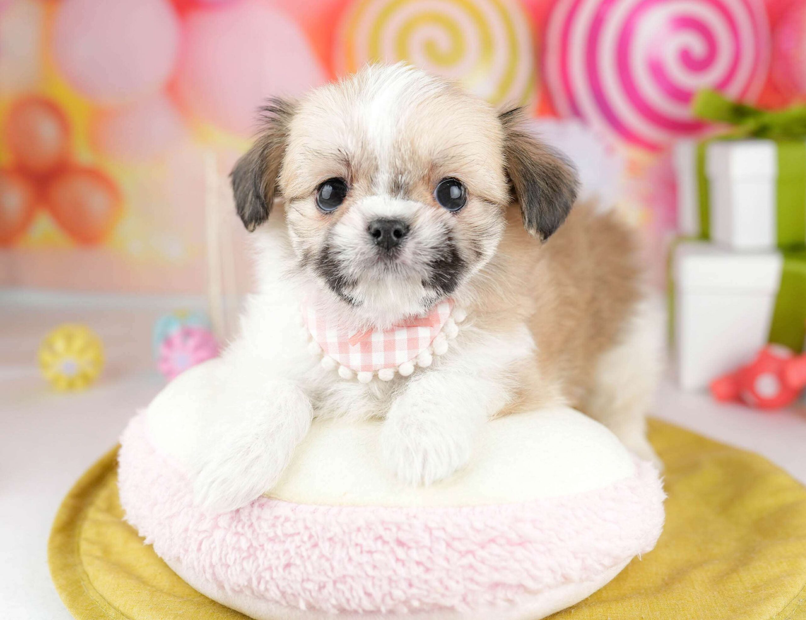 チーズー | 女の子 | ホワイト&ゴールド | 2026年1月13日