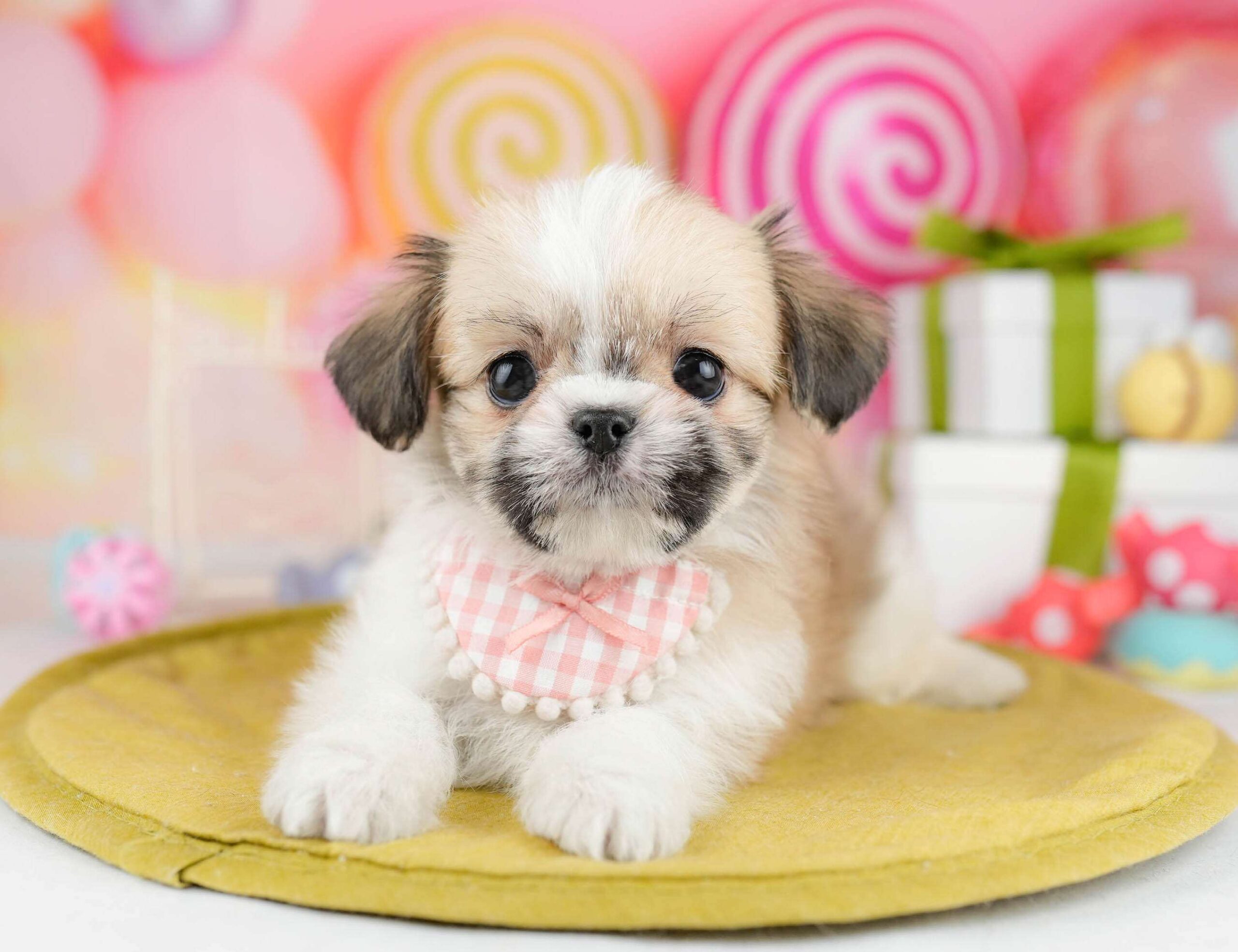 チーズー | 女の子 | ホワイト&ゴールド | 2026年1月13日