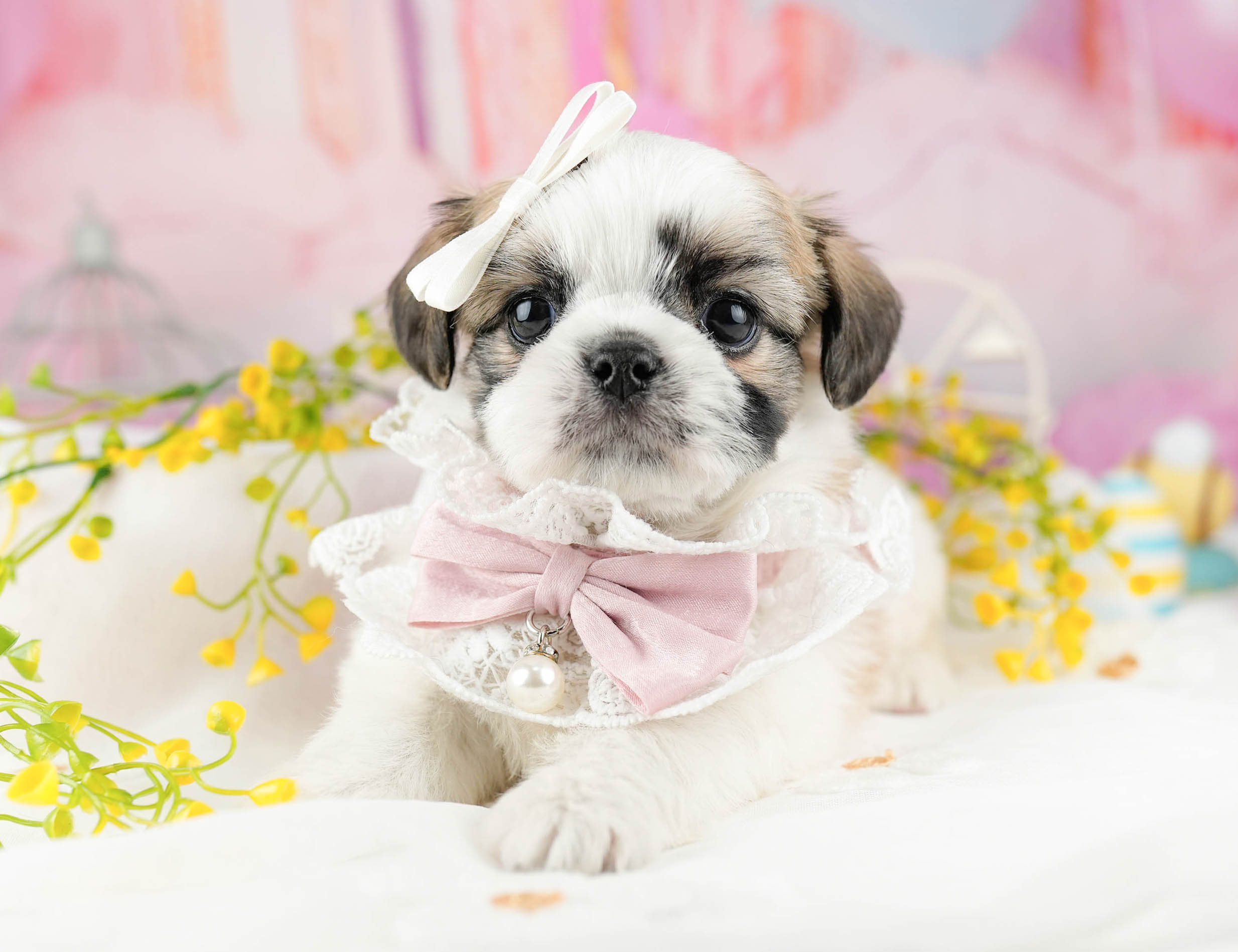 チーズー | 男の子 | ホワイト＆ゴールド | 2026年1月13日