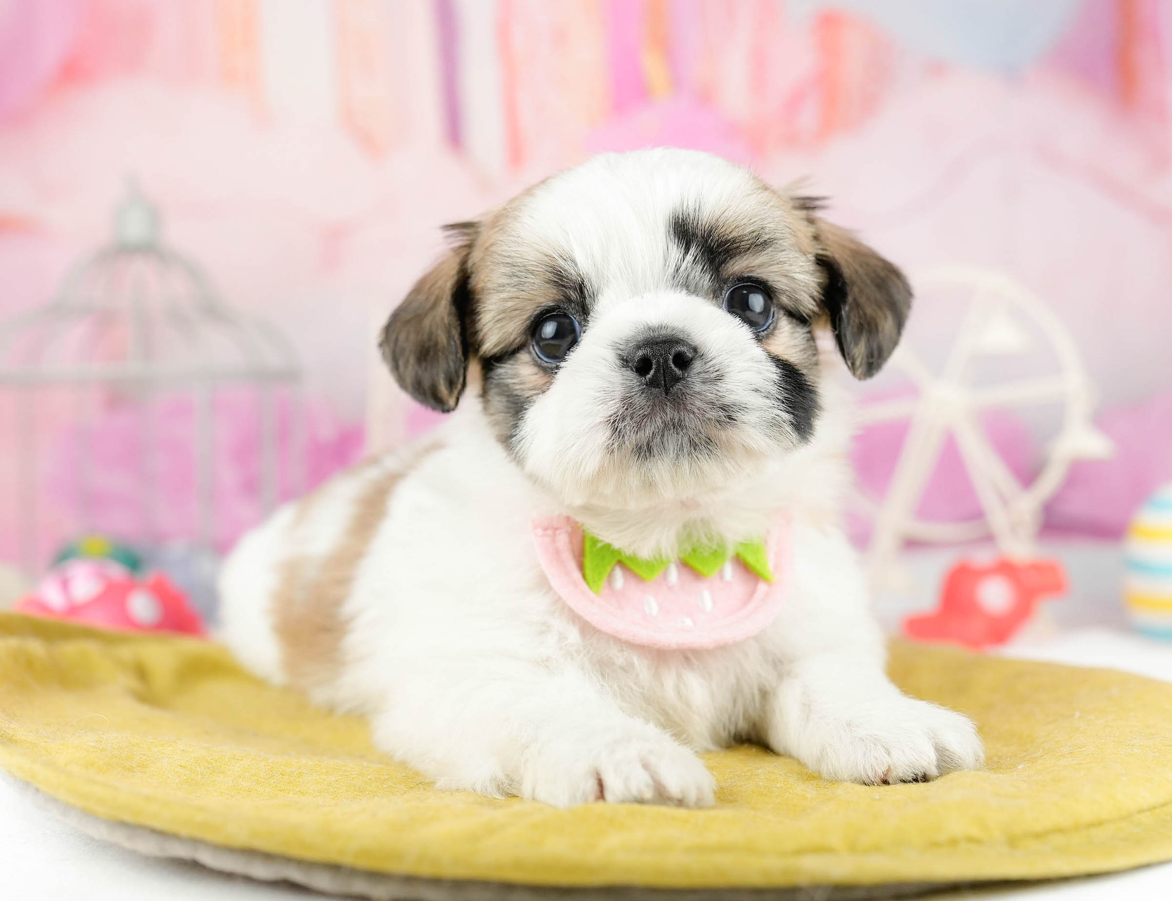 チーズー | 男の子 | ホワイト＆ゴールド | 2026年1月13日