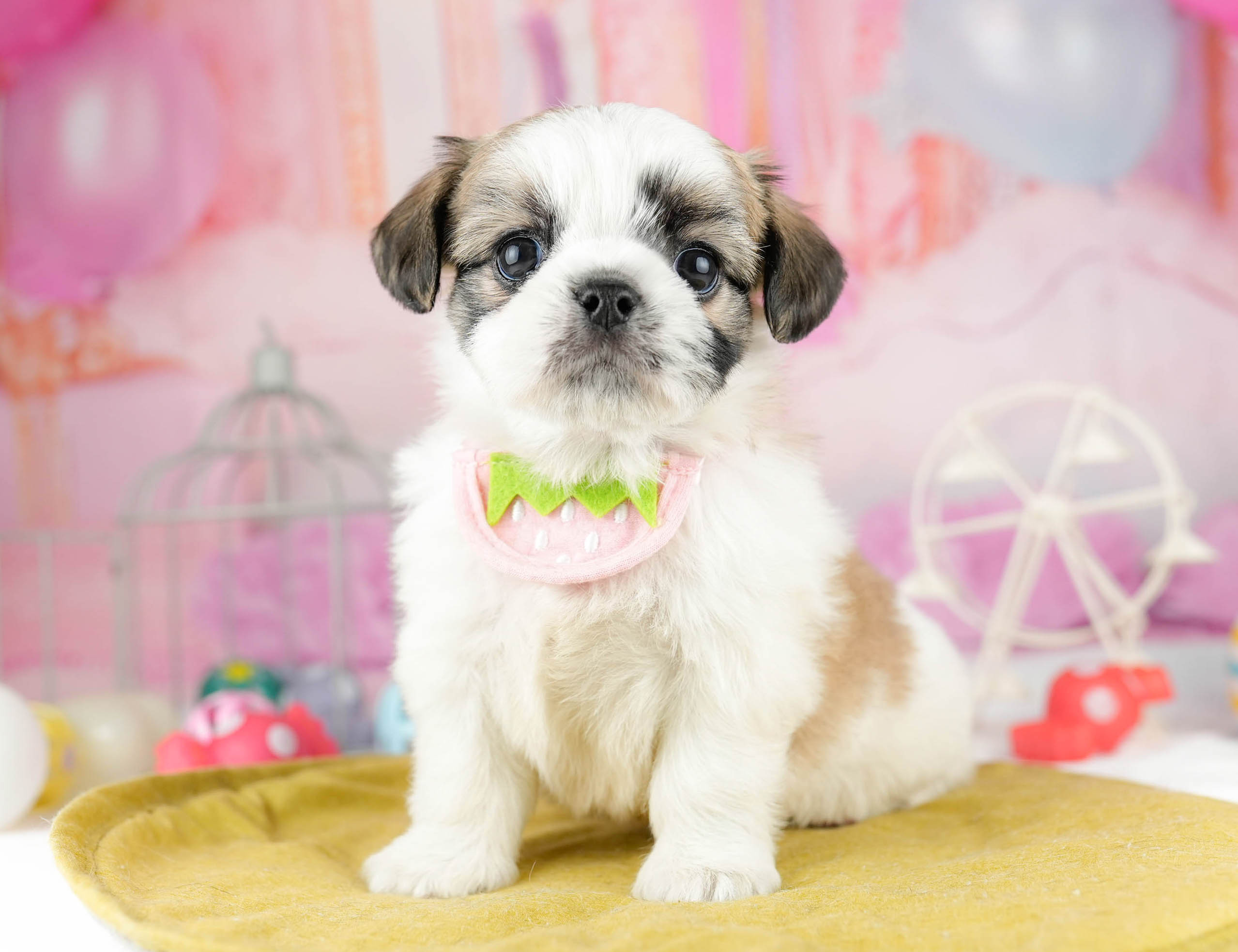 チーズー | 男の子 | ホワイト＆ゴールド | 2026年1月13日