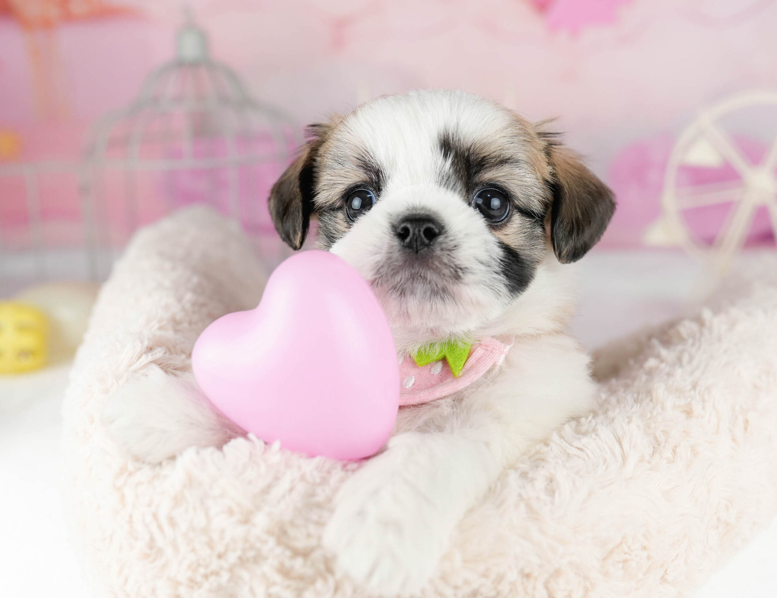 チーズー | 男の子 | ホワイト＆ゴールド | 2026年1月13日