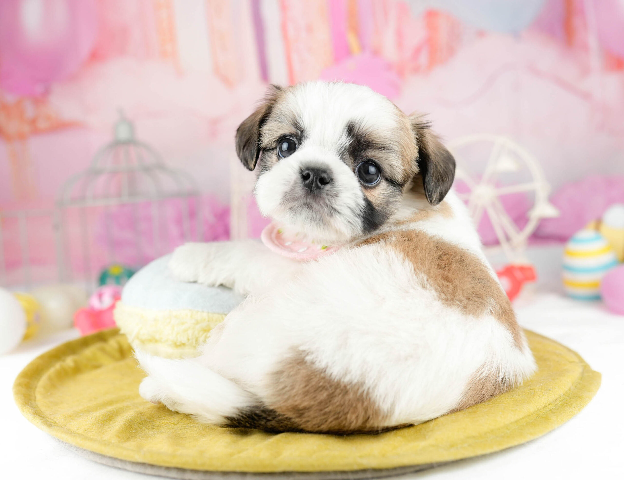 チーズー | 男の子 | ホワイト＆ゴールド | 2026年1月13日