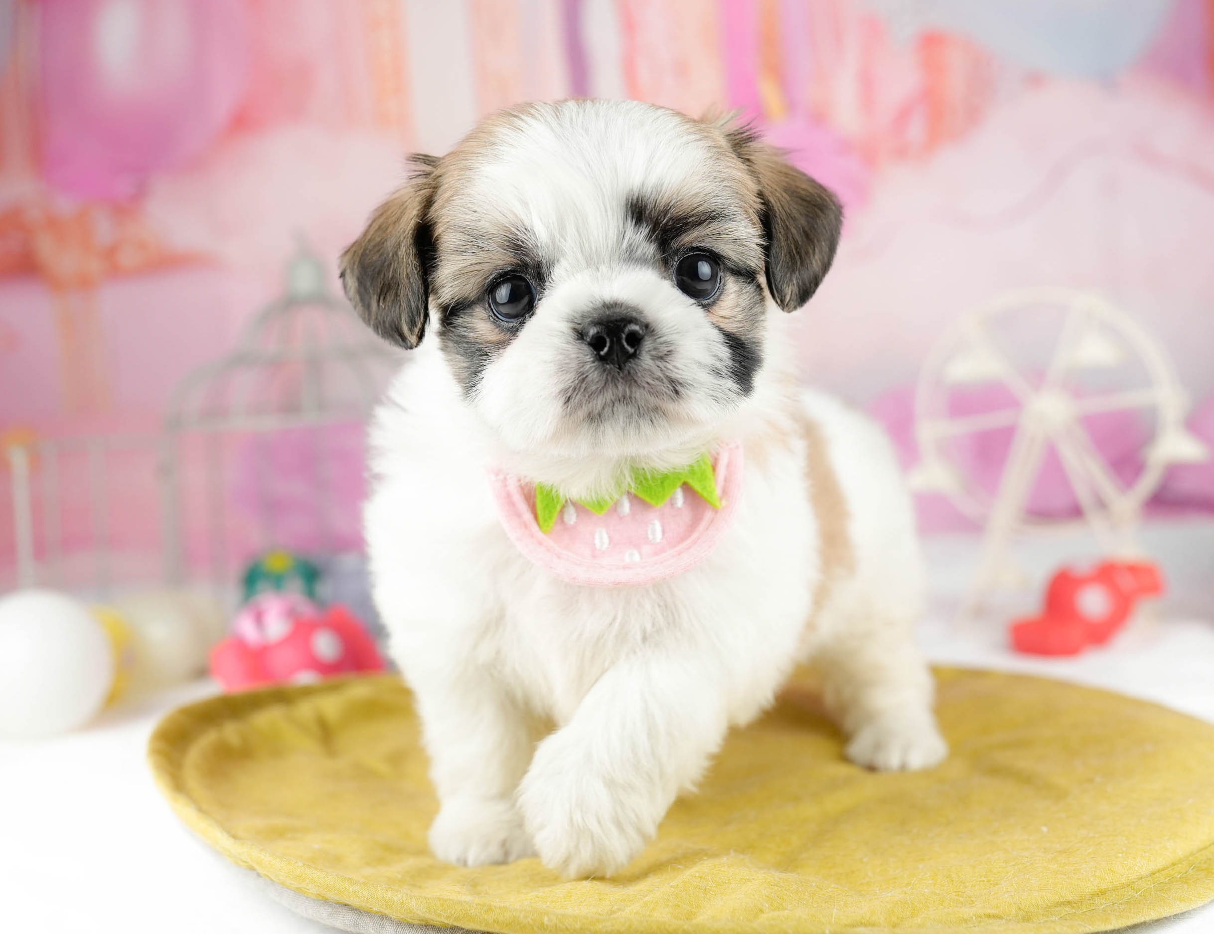 チーズー | 男の子 | ホワイト＆ゴールド | 2026年1月13日