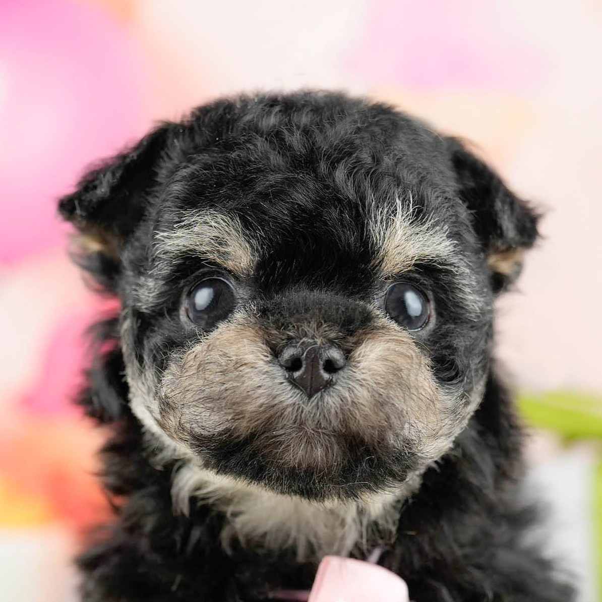 マルプーチー | 女の子 | ブラック＆タン | 2026年1月14日