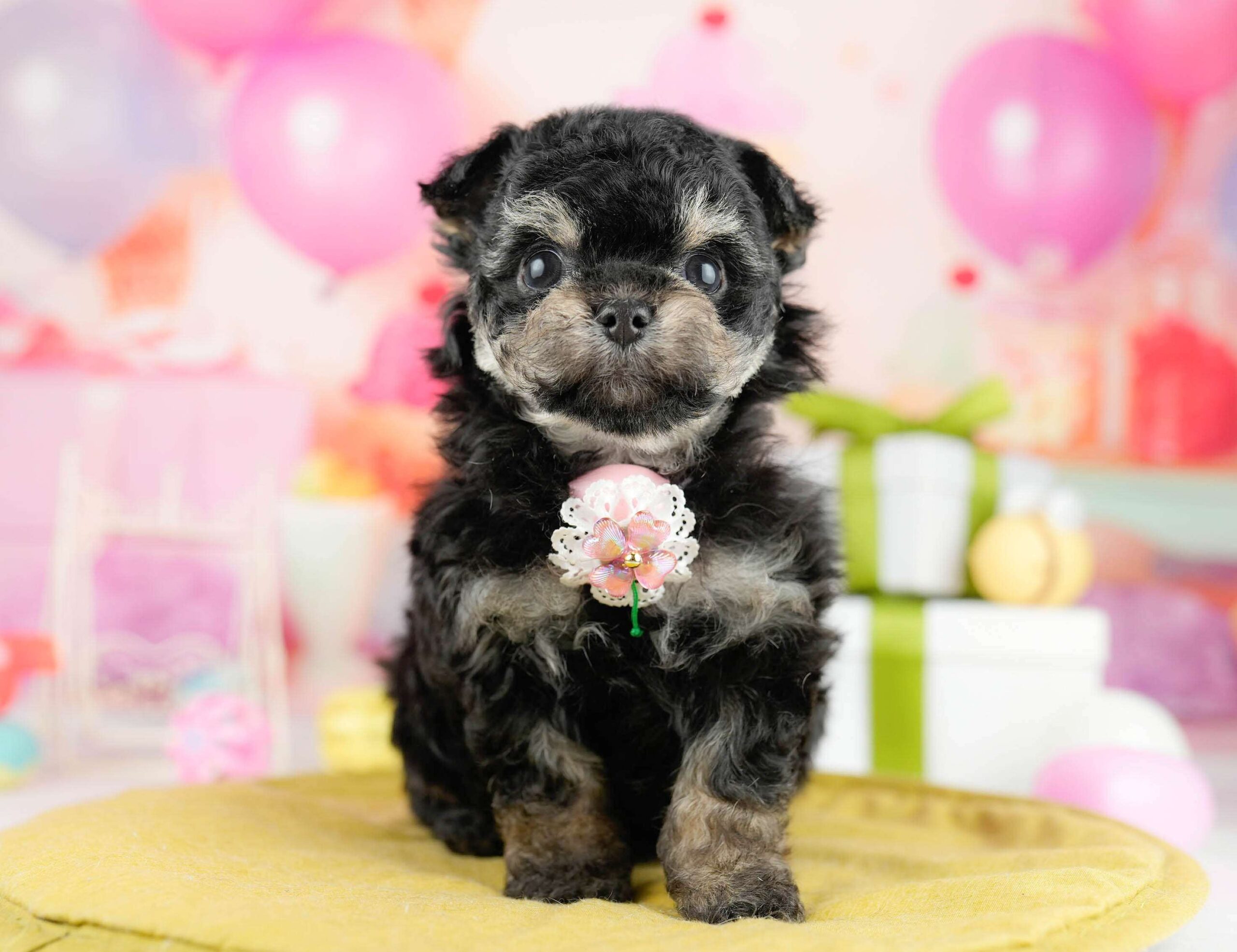 マルプーチー | 女の子 | ブラック＆タン | 2026年1月14日