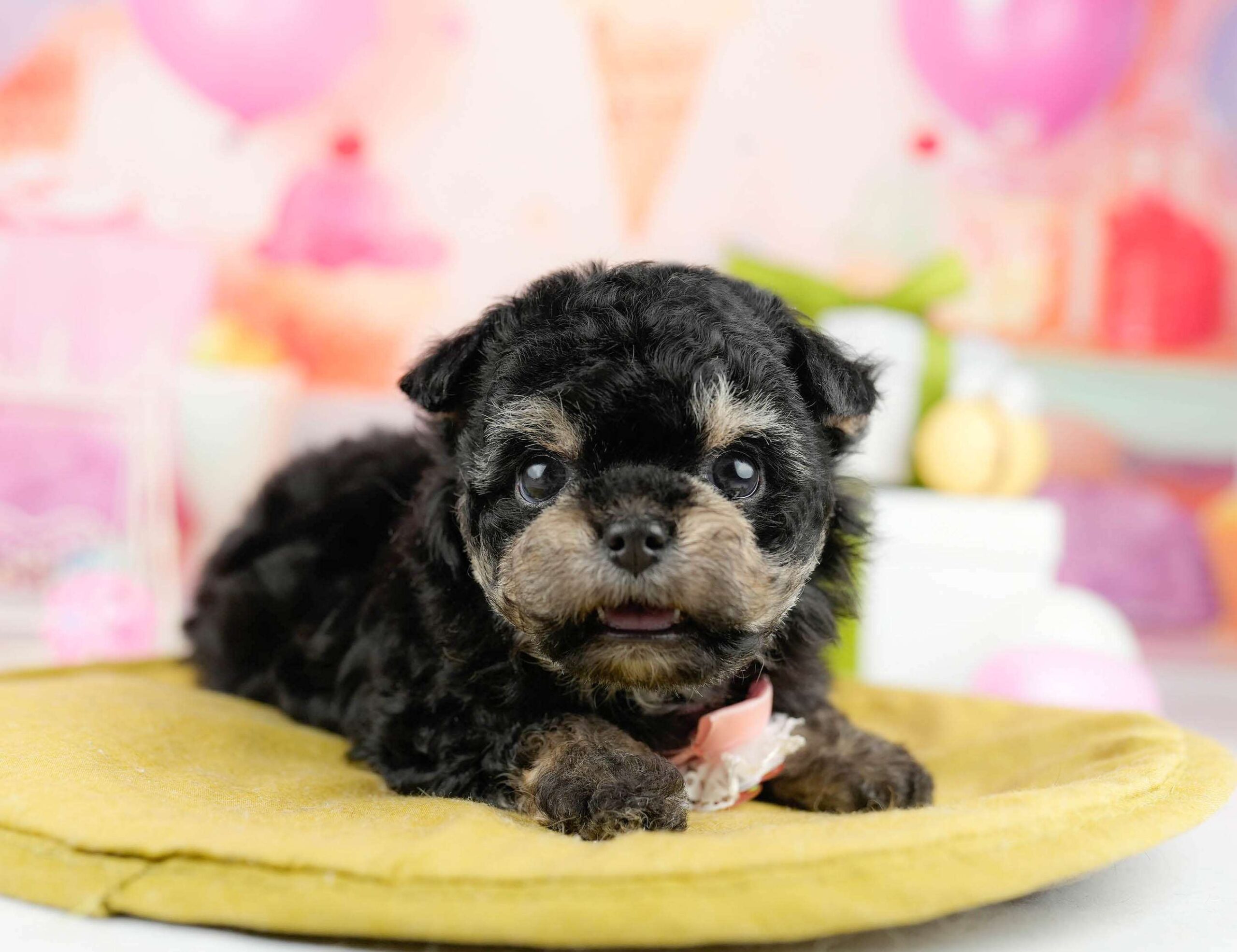 マルプーチー | 女の子 | ブラック＆タン | 2026年1月14日