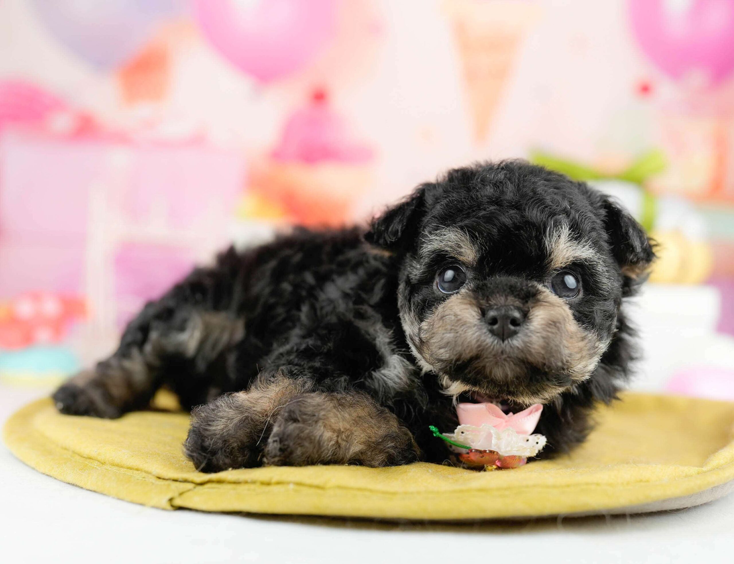 マルプーチー | 女の子 | ブラック＆タン | 2026年1月14日